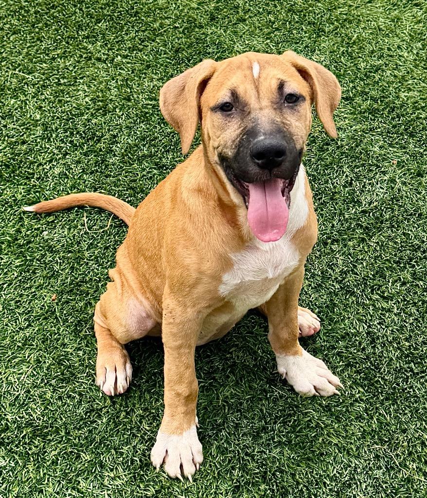 Enlarge Aurora-Adorable Puppy!, a Adopted mixed breed in Fort Myers, FL image 3/3