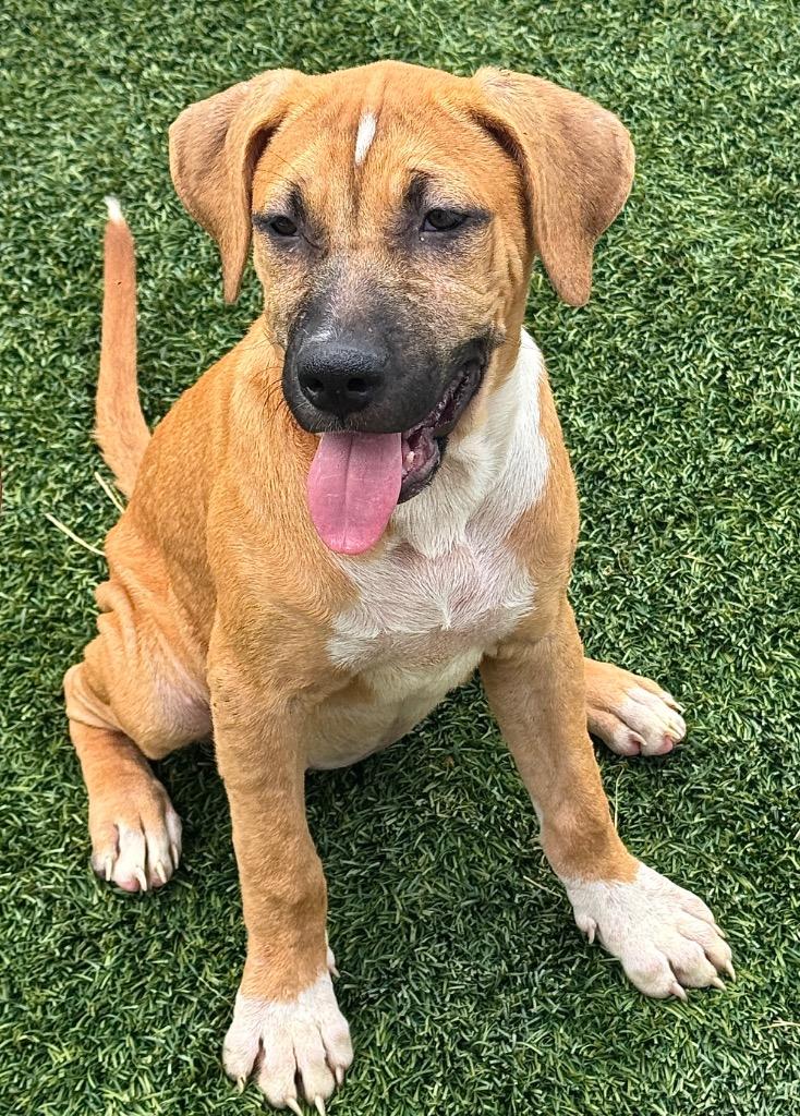 Aurora-Adorable Puppy!, a Adoptable mixed breed in Fort Myers, FL image 2/3