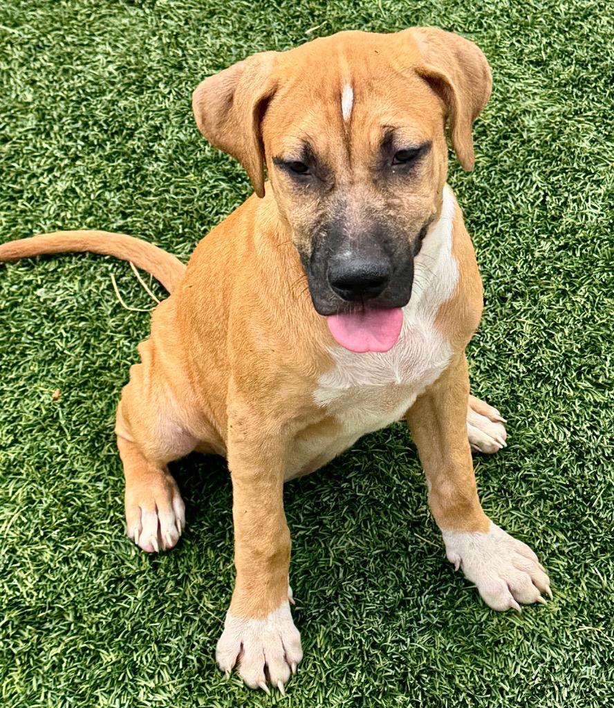 Aurora-Adorable Puppy!, a Adoptable mixed breed in Fort Myers, FL image 3/3