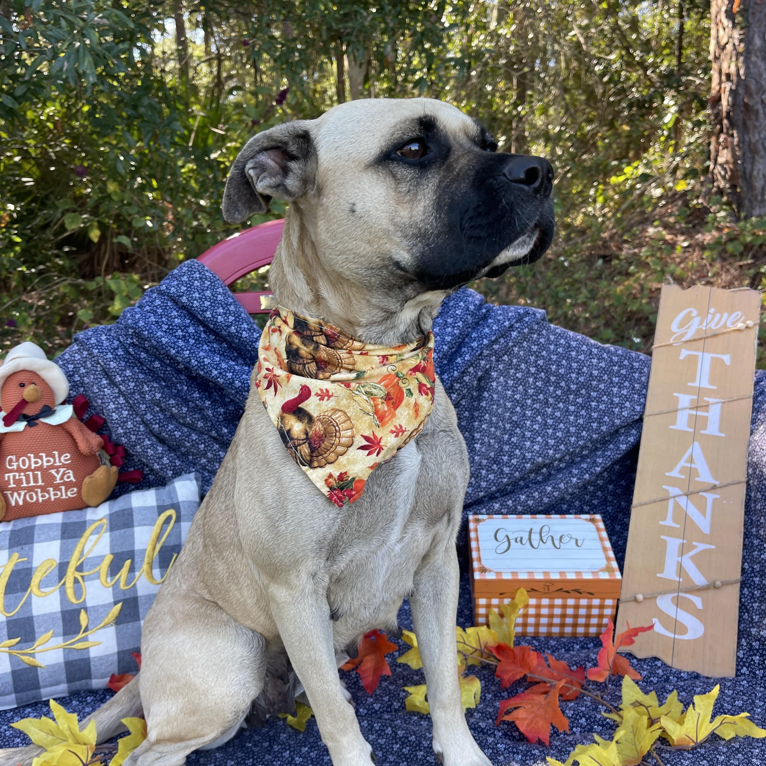 Enlarge Queen, a Adoptable mixed breed in Sebring, FL image 4/4
