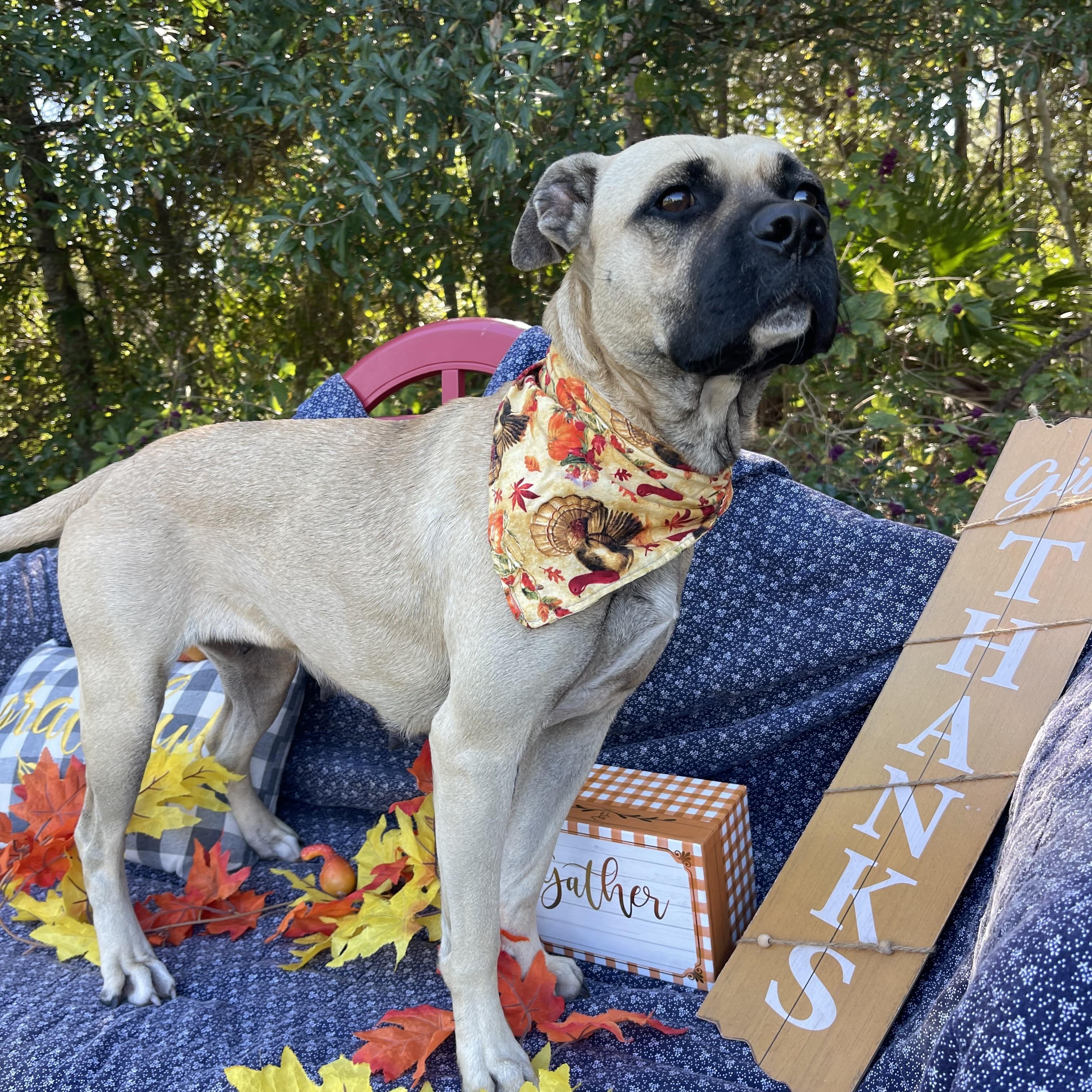 Enlarge Queen, a Adoptable mixed breed in Sebring, FL image 2/4