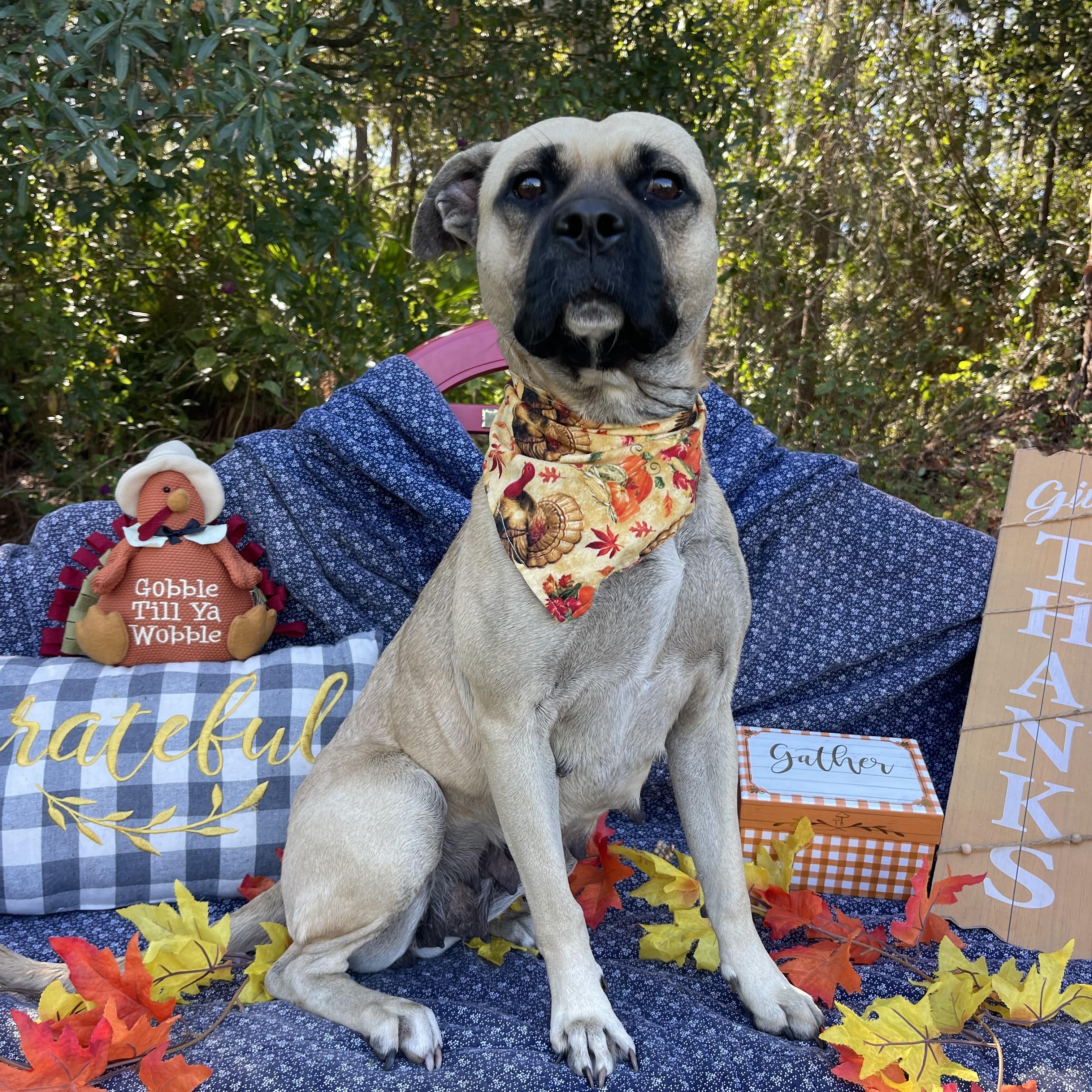 Enlarge Queen, a Adoptable mixed breed in Sebring, FL image 3/4