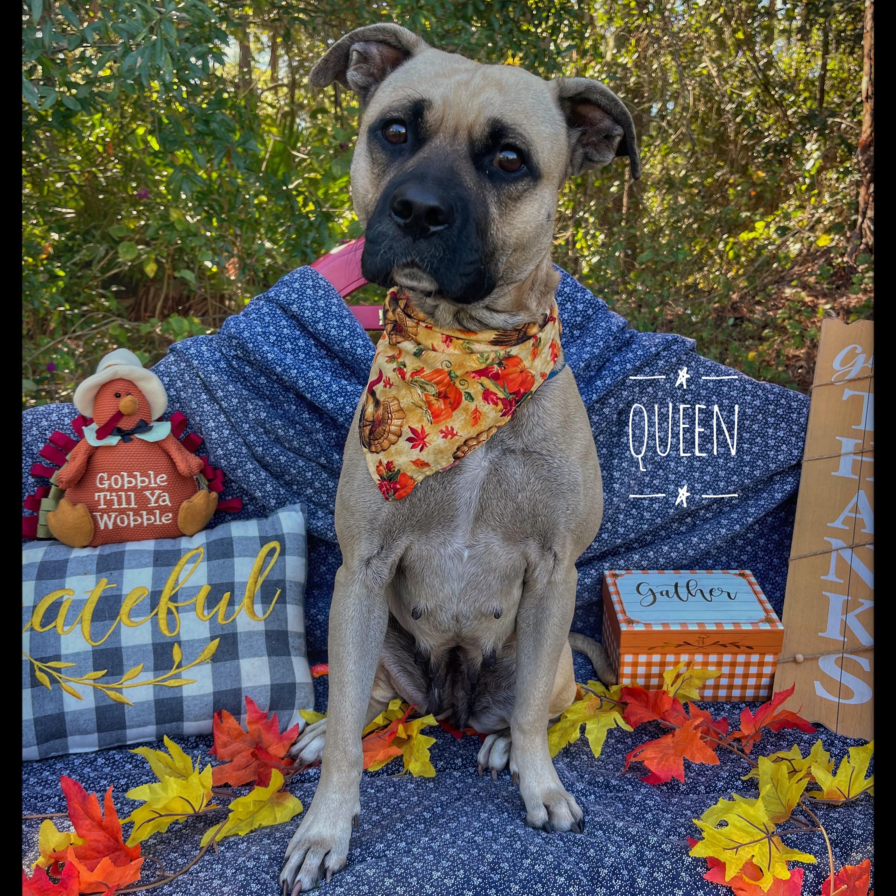 Enlarge Queen, a Adoptable mixed breed in Sebring, FL image 1/4