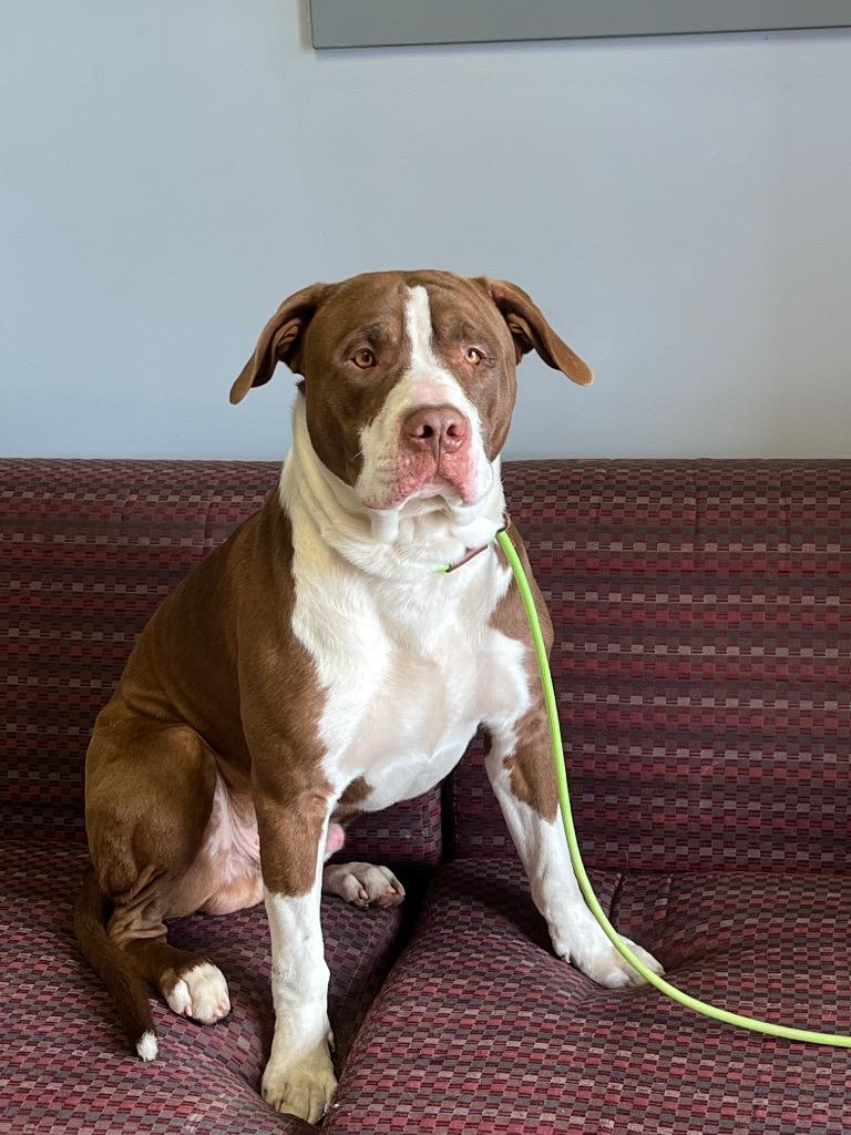 Houdini, Adoptable, Young Male Pit Bull Terrier.