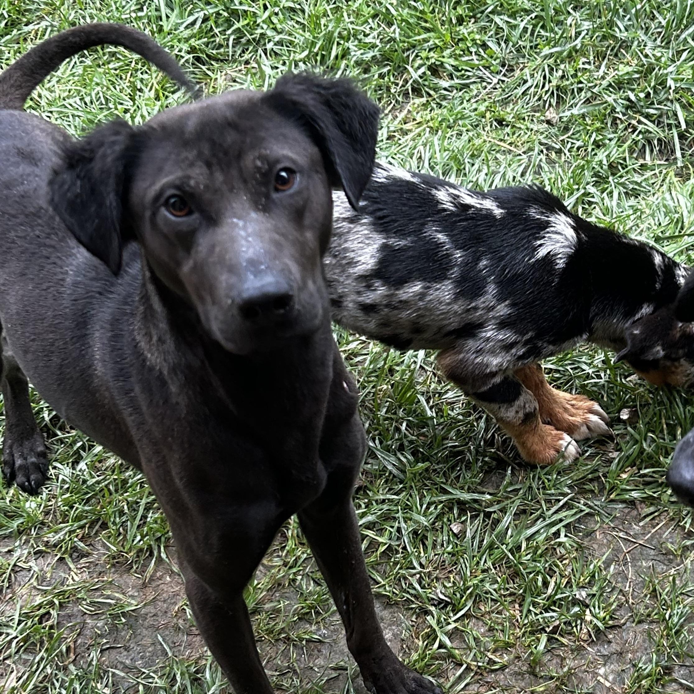 Buster, Adult Male Black Labrador Retriever