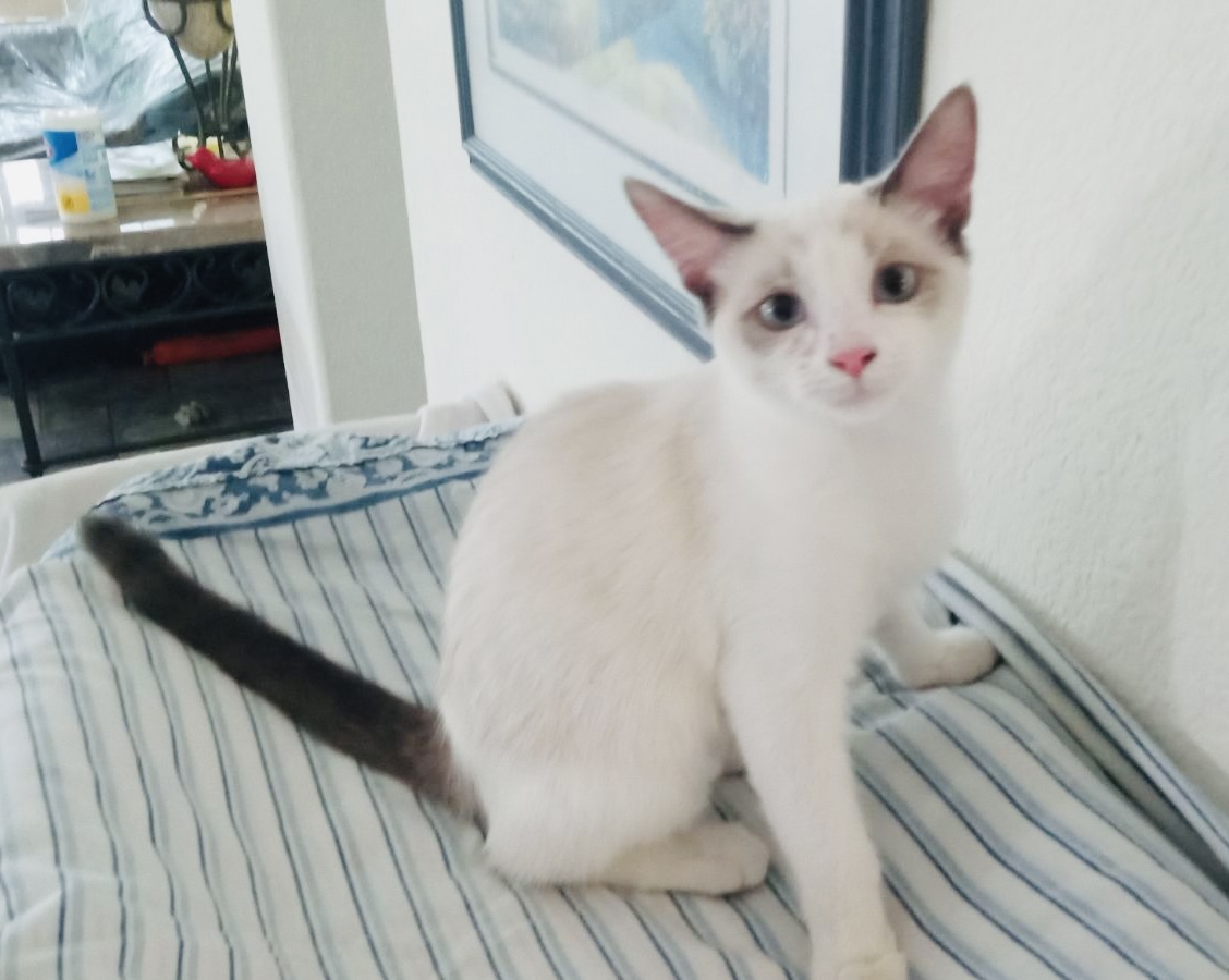 Ashley, Adopted, Young Female Domestic Short Hair.