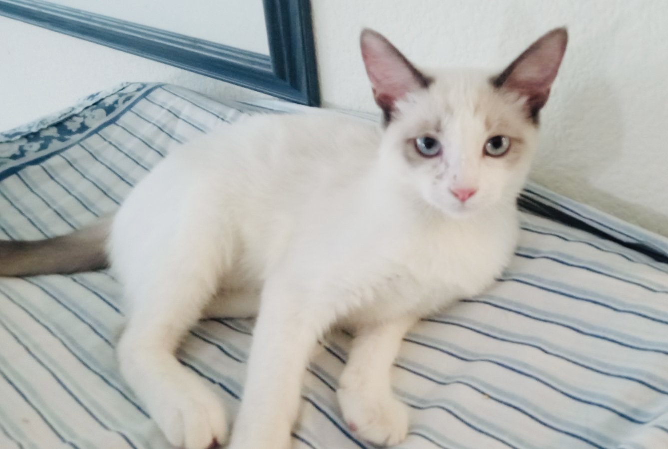 Enlarge Ashley, a Adopted Domestic Short Hair in Las Vegas, NV image 2/2