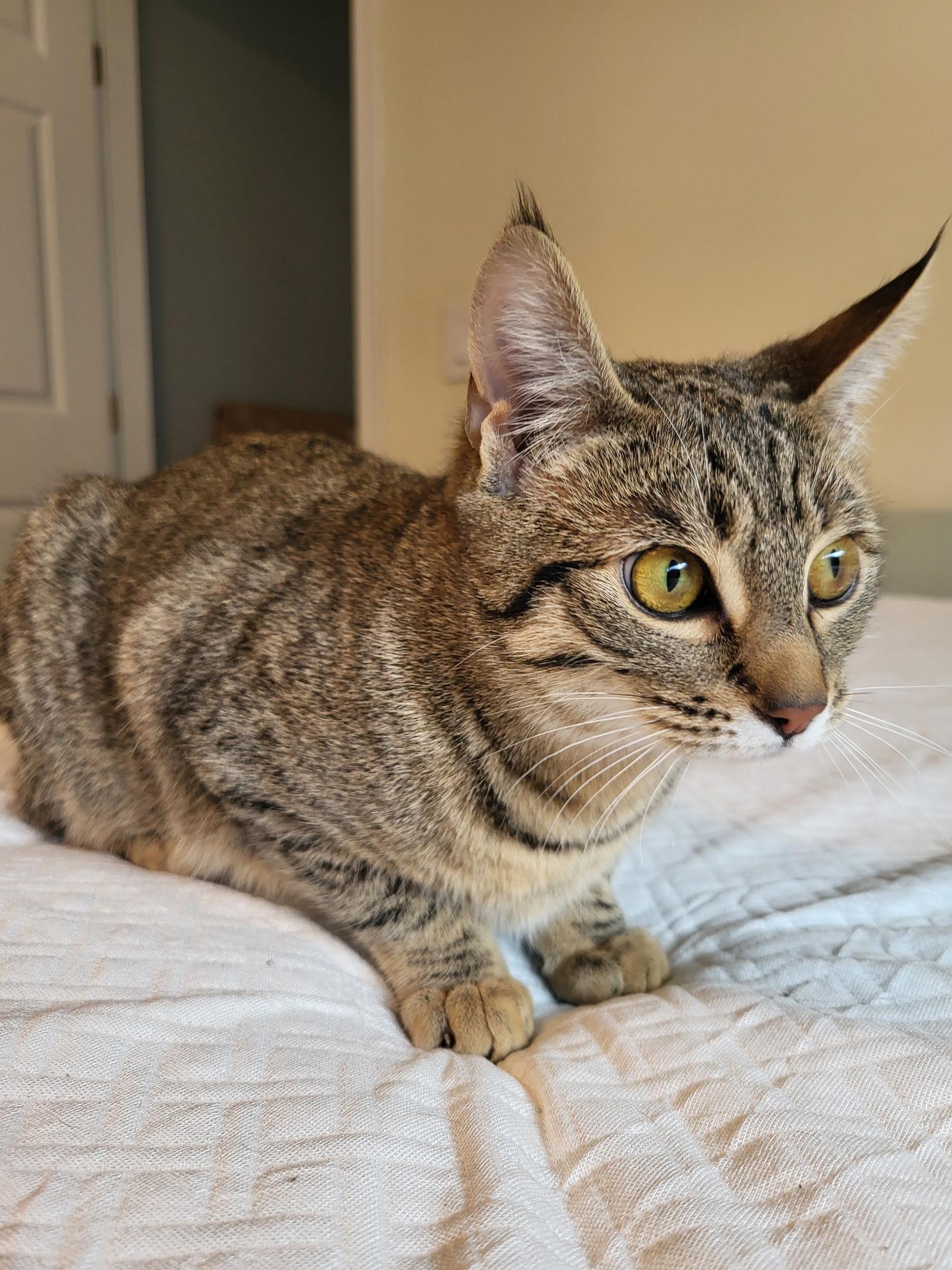 Enlarge Olivia, a Adoptable mixed breed in Kamloops, BC image 1/6