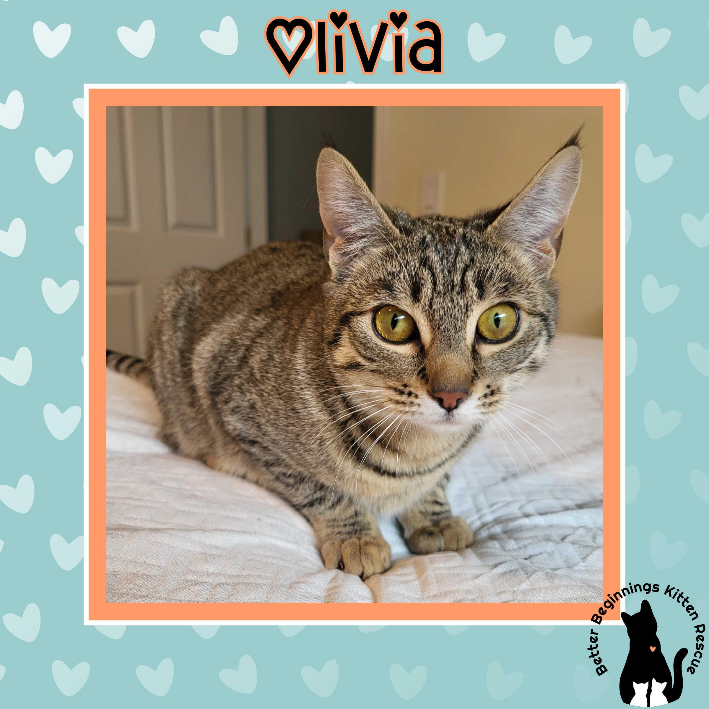 Enlarge Olivia, a Adoptable mixed breed in Kamloops, BC image 2/6