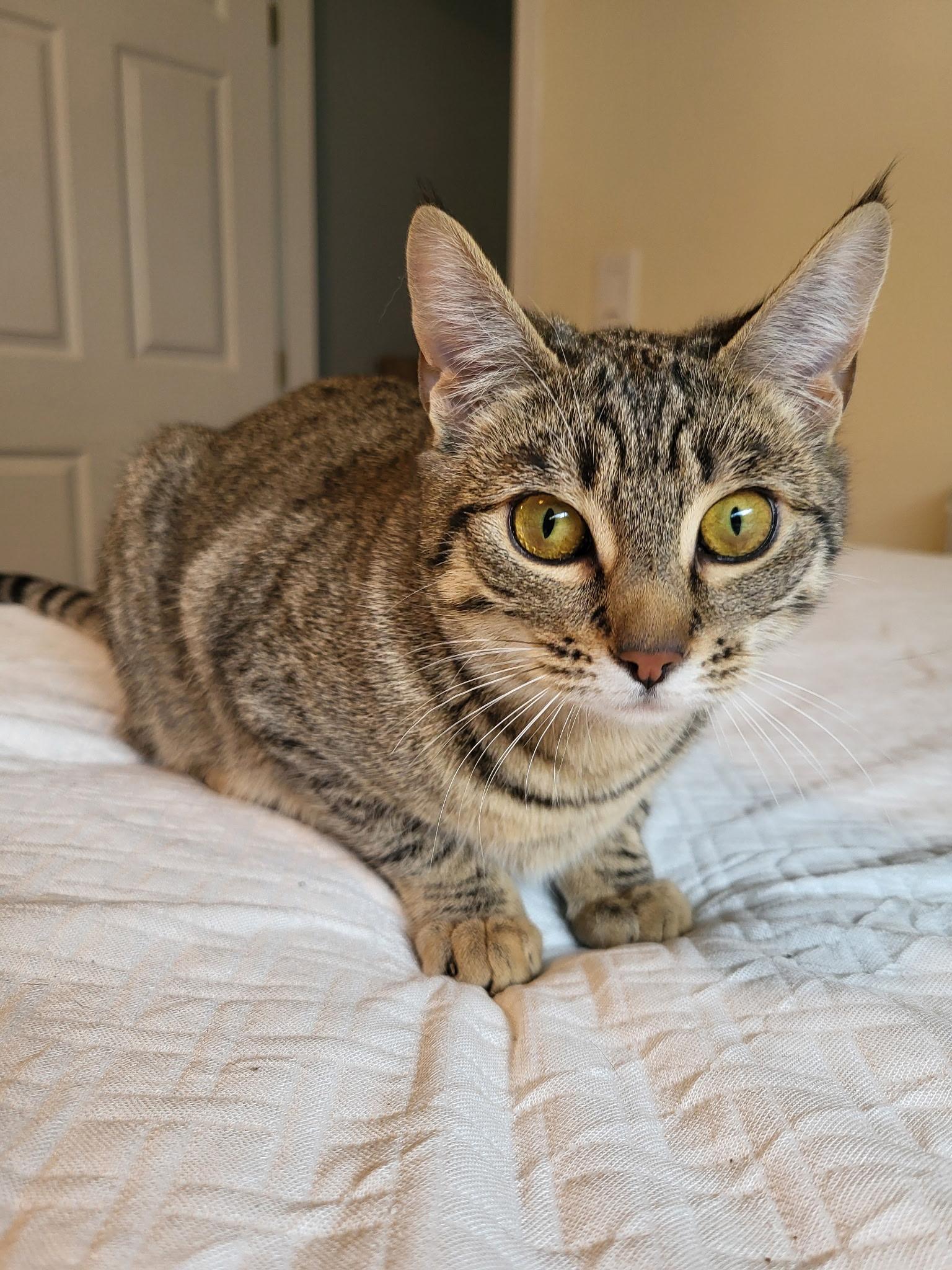 Enlarge Olivia, a Adoptable mixed breed in Kamloops, BC image 2/6