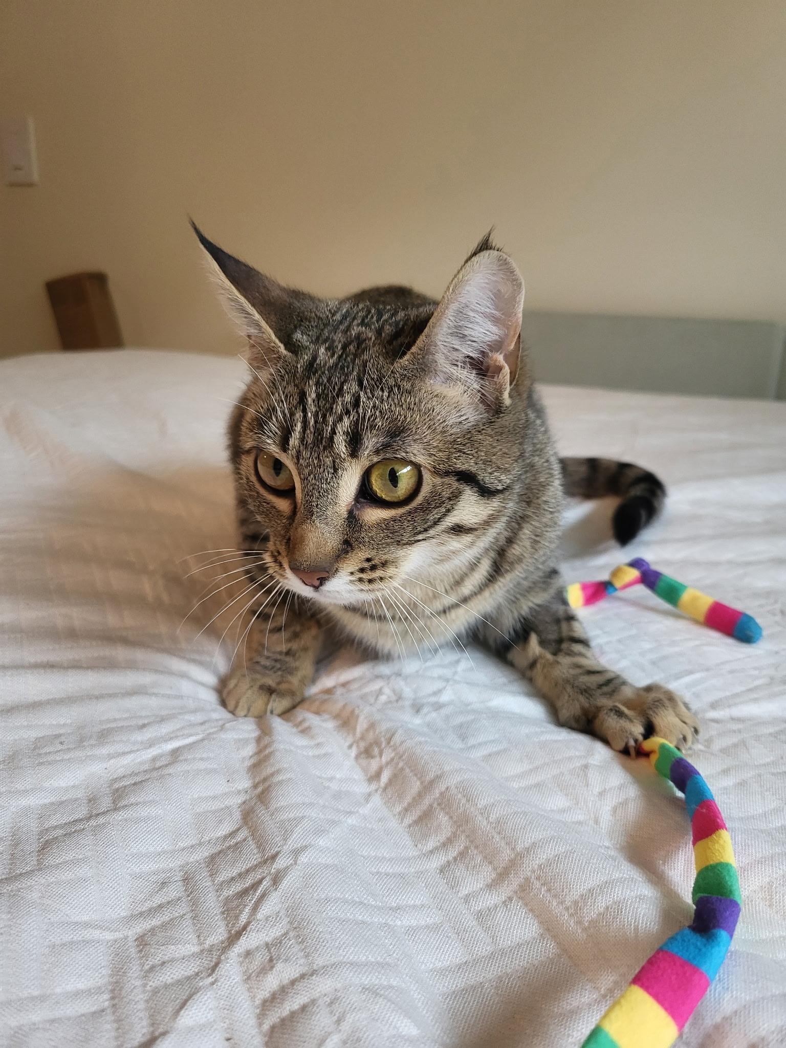 Enlarge Olivia, a Adoptable mixed breed in Kamloops, BC image 3/6