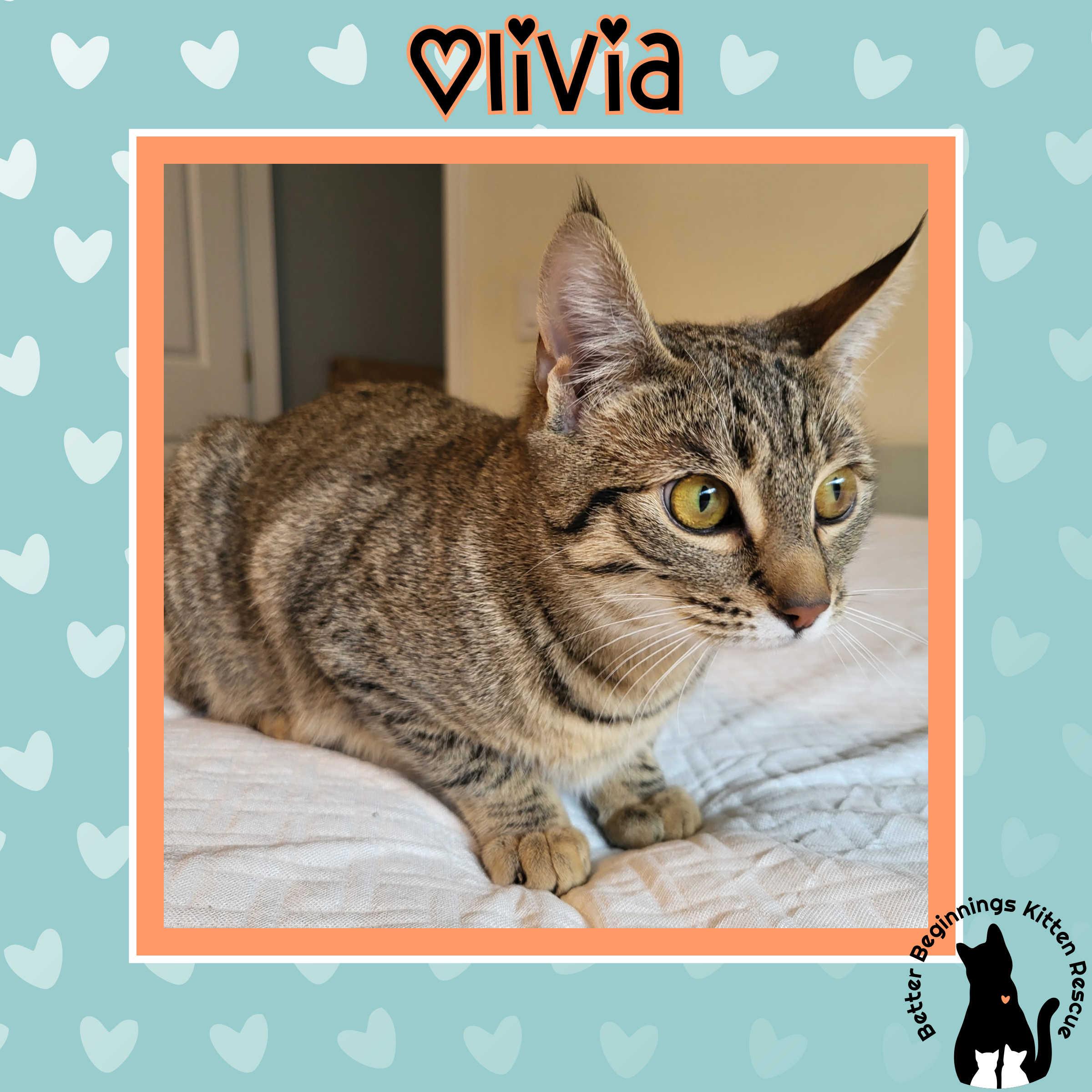 Enlarge Olivia, a Adoptable mixed breed in Kamloops, BC image 4/6
