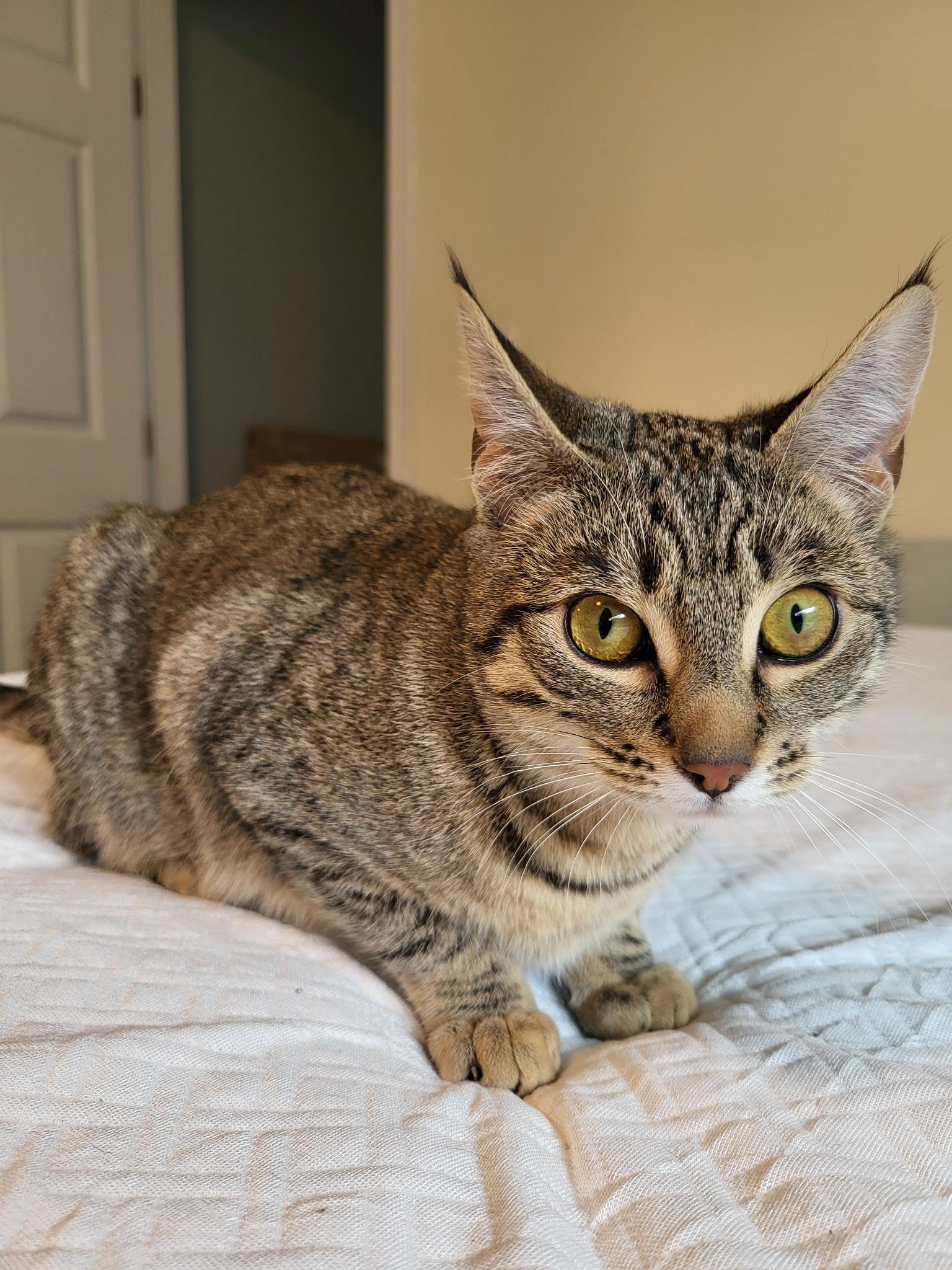 Enlarge Olivia, a Adoptable mixed breed in Kamloops, BC image 5/6