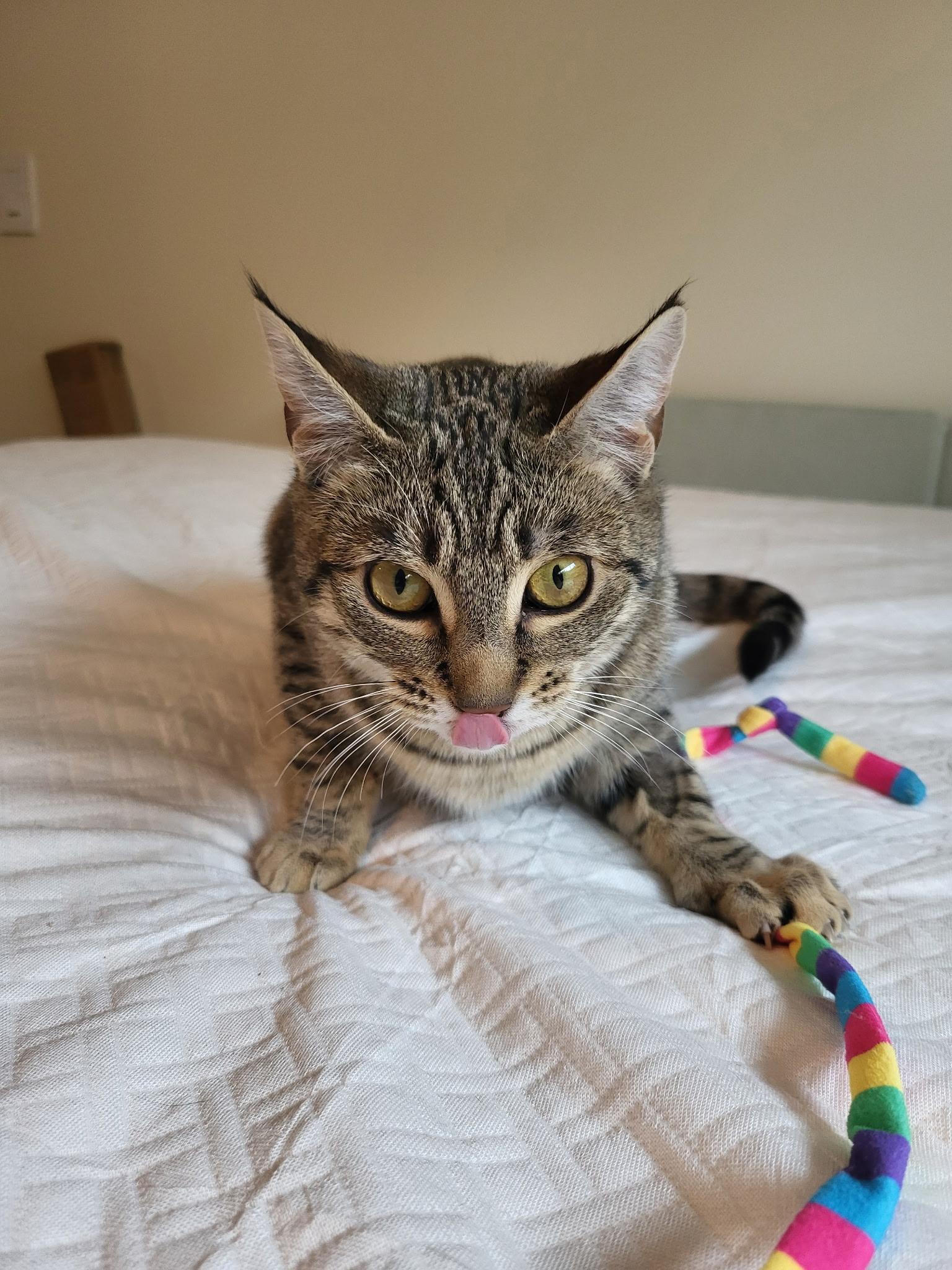 Enlarge Olivia, a Adoptable mixed breed in Kamloops, BC image 6/6