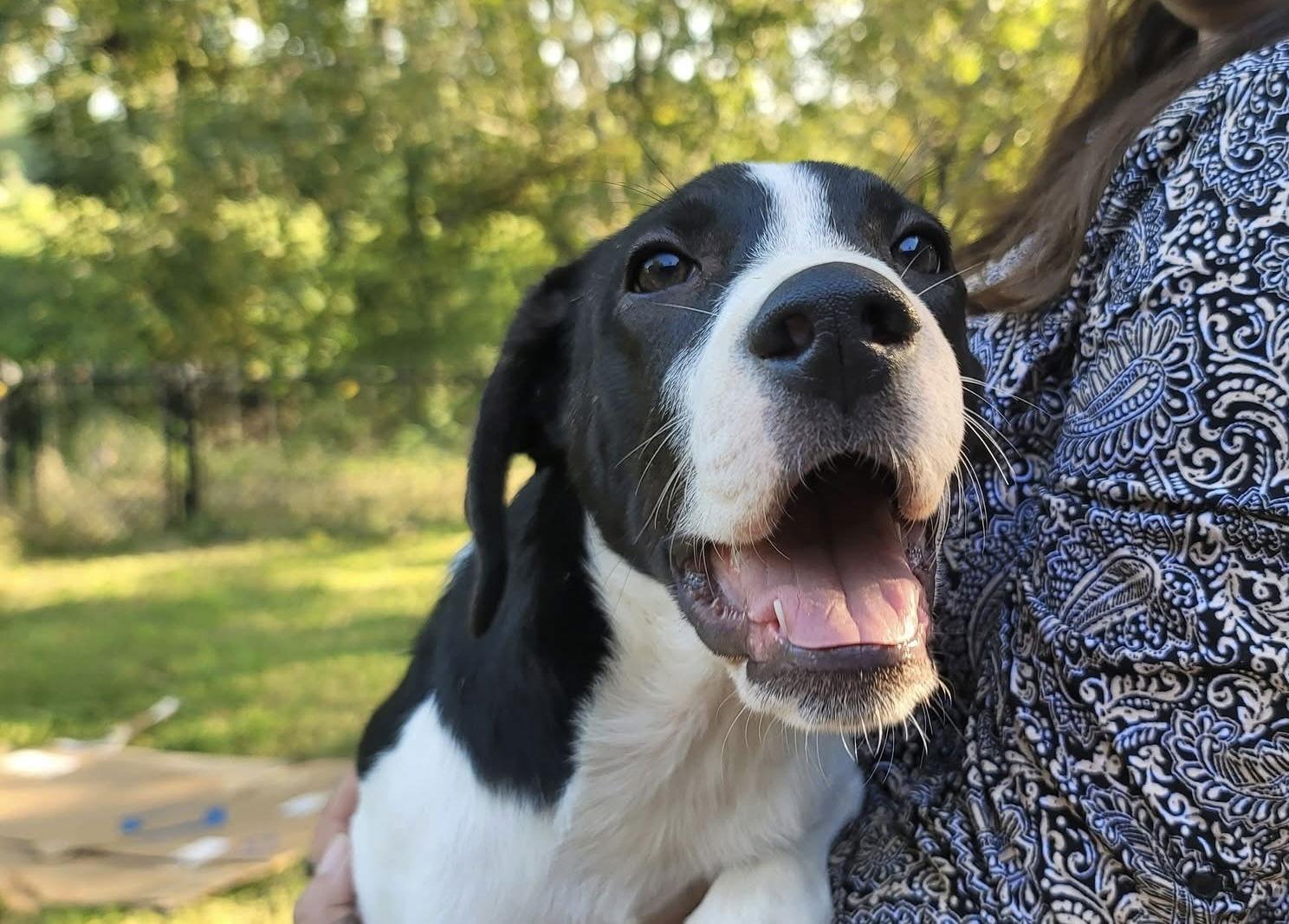 Enlarge Henry, a ADOPTABLE Great Pyrenees in Newark, NJ image 2/6