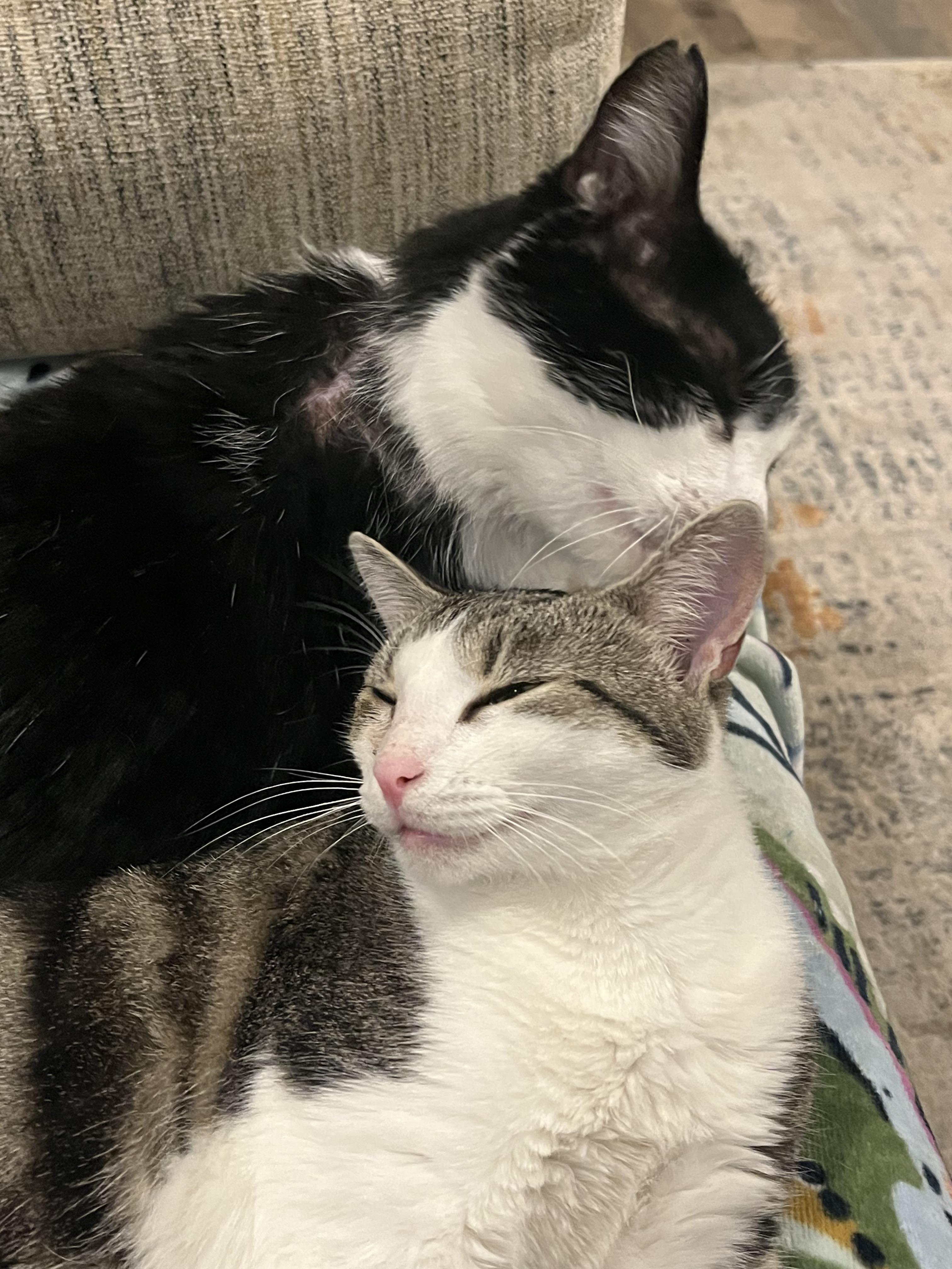 Enlarge Sweet Little Martha, a ADOPTABLE Domestic Short Hair in Troy, NY image 5/6