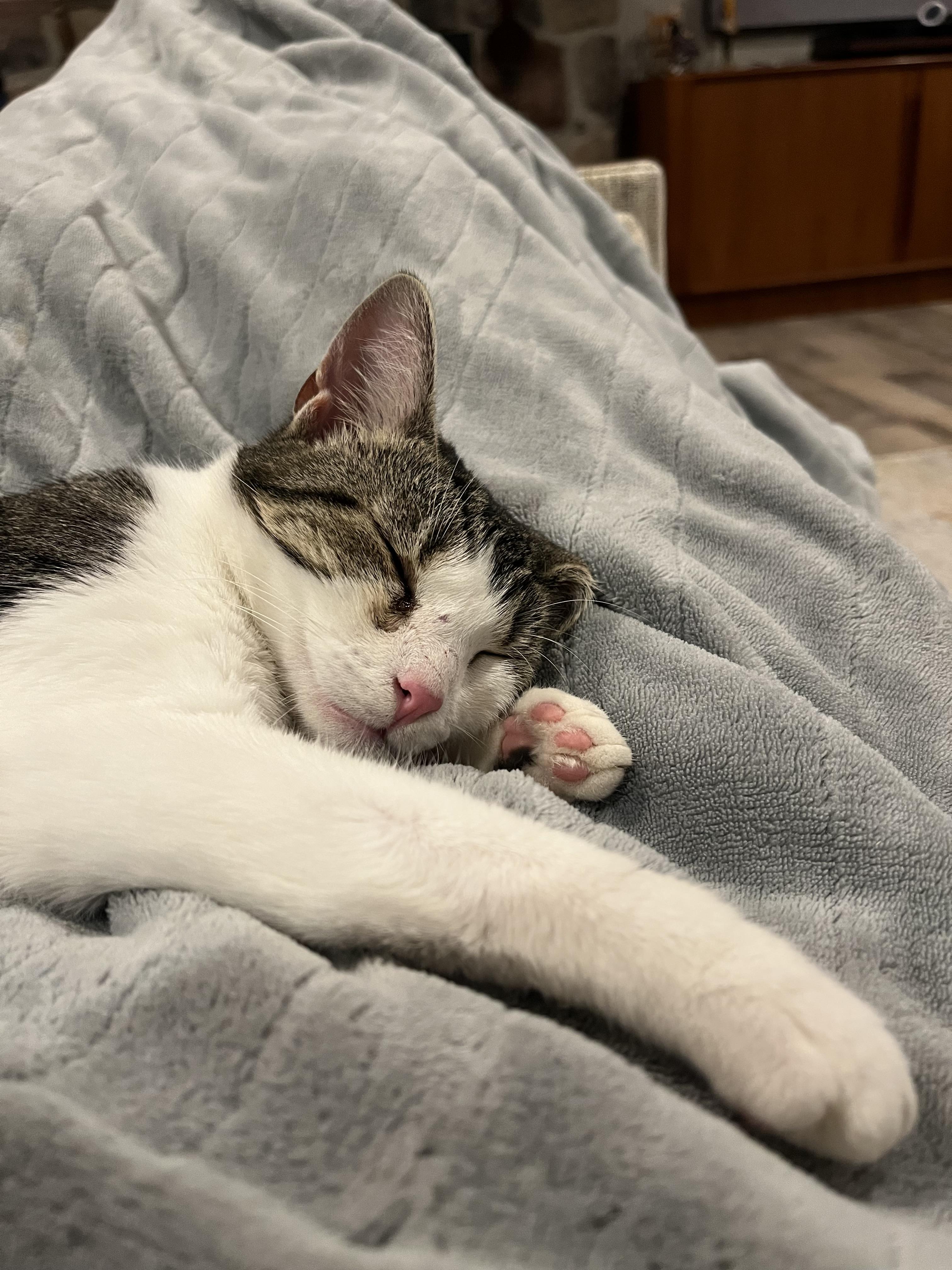 Enlarge Sweet Little Martha, a ADOPTABLE Domestic Short Hair in Troy, NY image 6/6