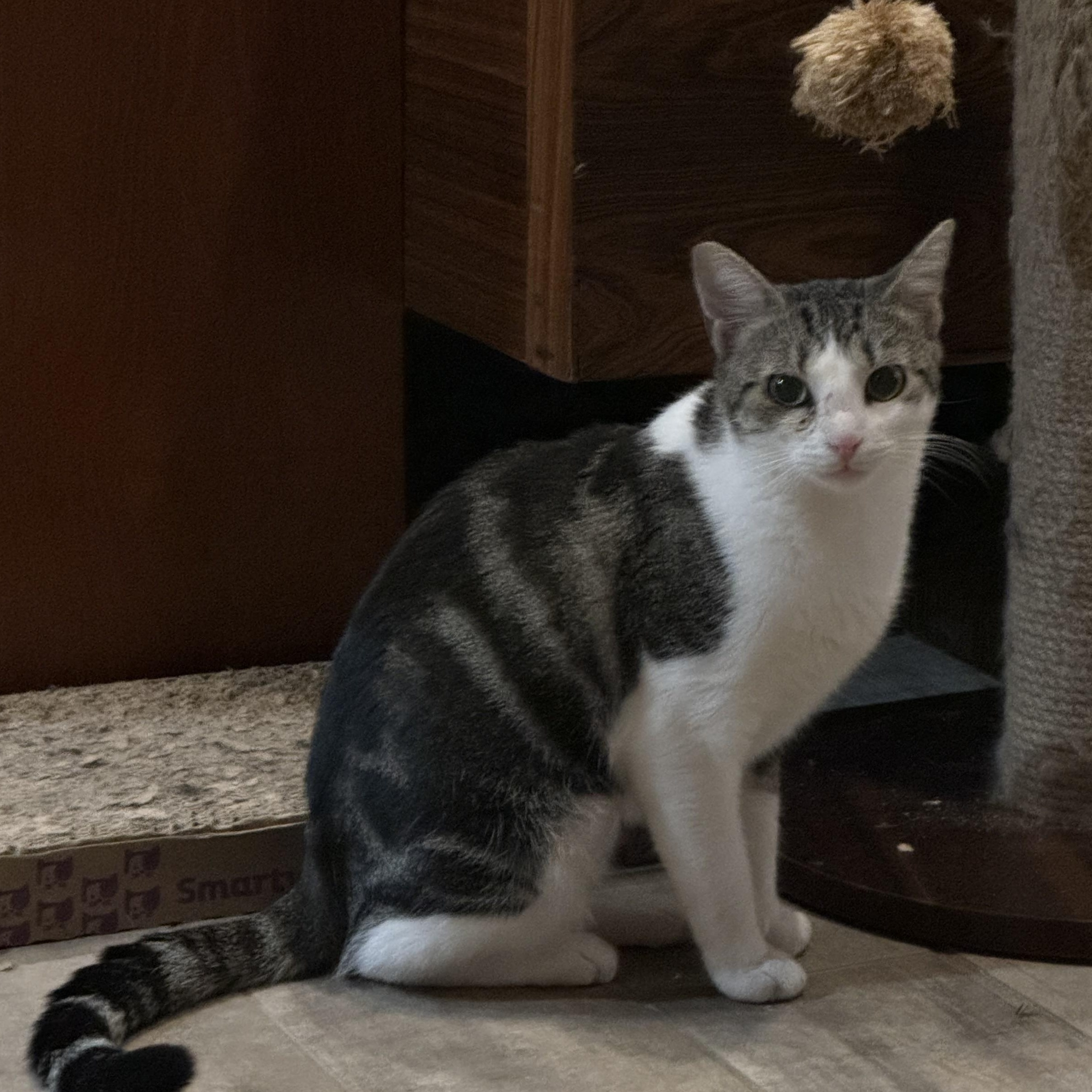 Sweet Little Martha, ADOPTABLE, Young Female Domestic Short Hair.