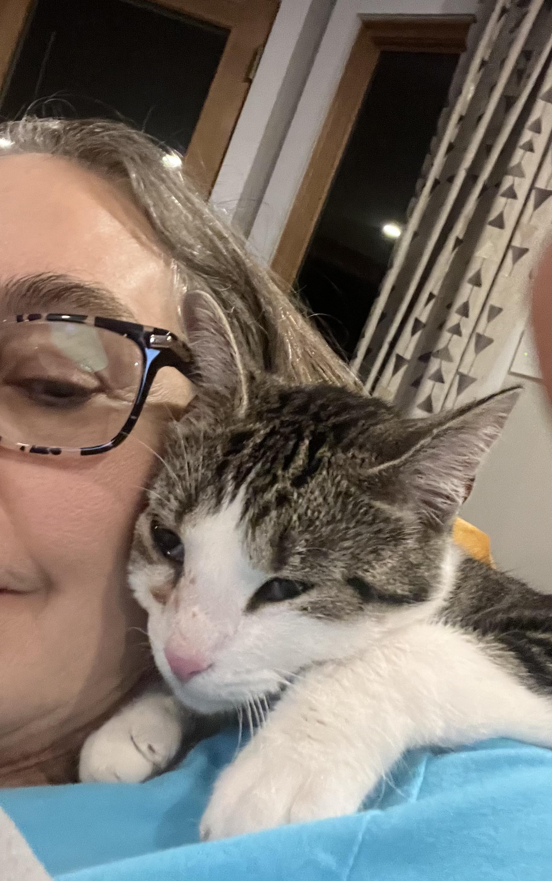 Enlarge Sweet Little Martha, a ADOPTABLE Domestic Short Hair in Troy, NY image 4/6