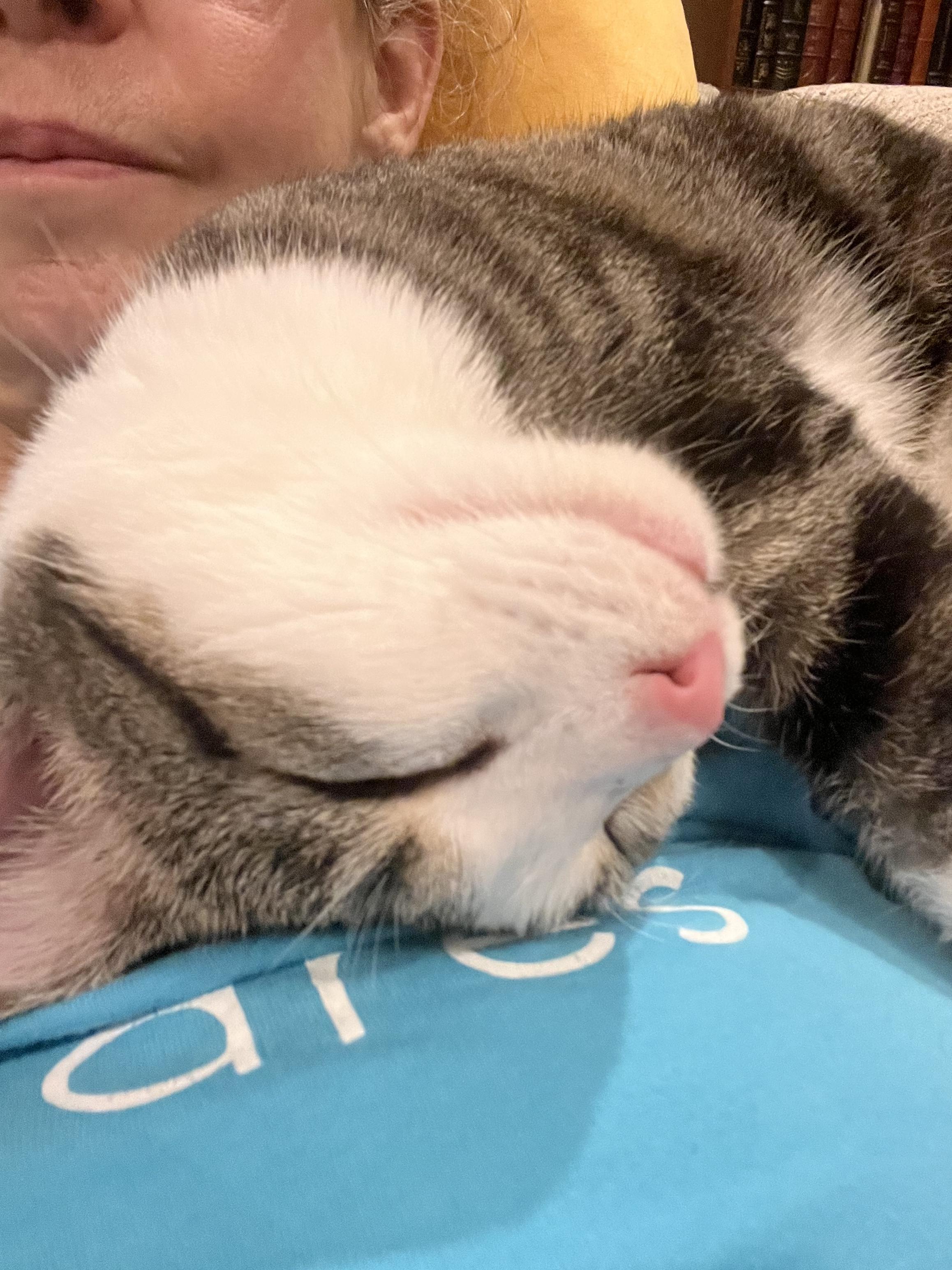 Enlarge Sweet Little Martha, a ADOPTABLE Domestic Short Hair in Troy, NY image 3/6