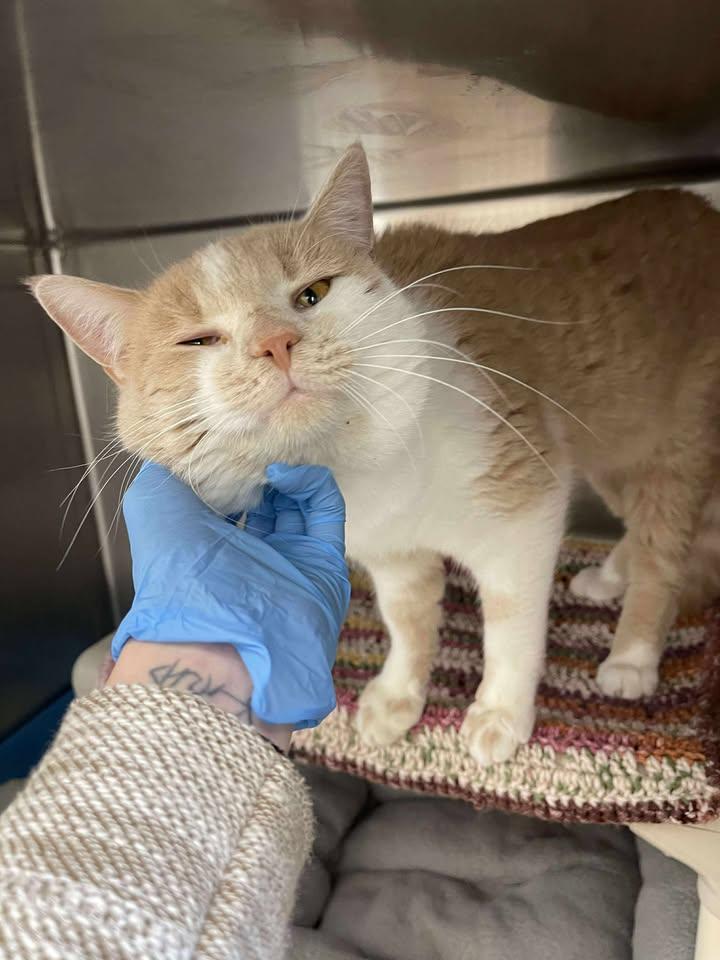 Enlarge Squash, an adopted Domestic Short Hair in Winthrop, ME image 2/2