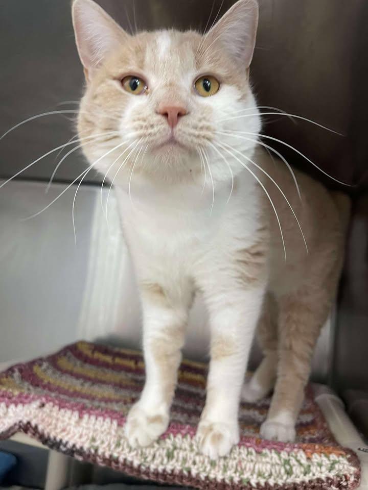 Enlarge Squash, an adopted Domestic Short Hair in Winthrop, ME image 1/2