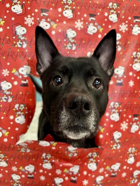 REMMINGTON, Adoptable, Adult Male Australian Cattle Dog / Blue Heeler & Shiba Inu.