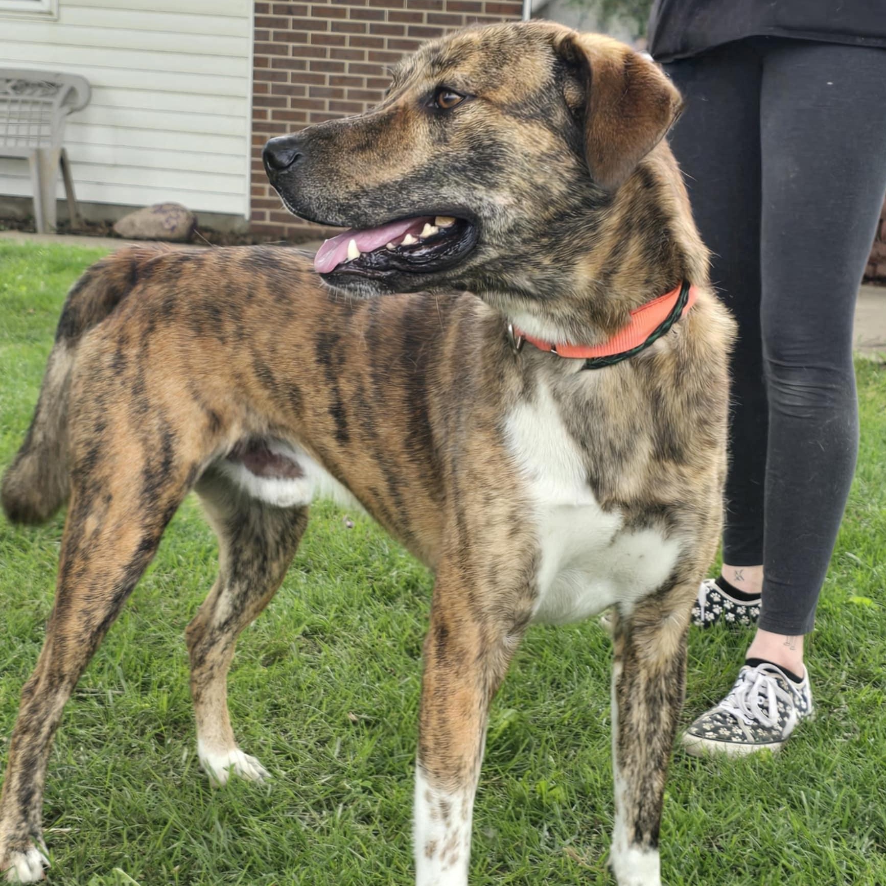 Enlarge Slim, an adoptable mixed breed in Waterloo, IA image 1/4