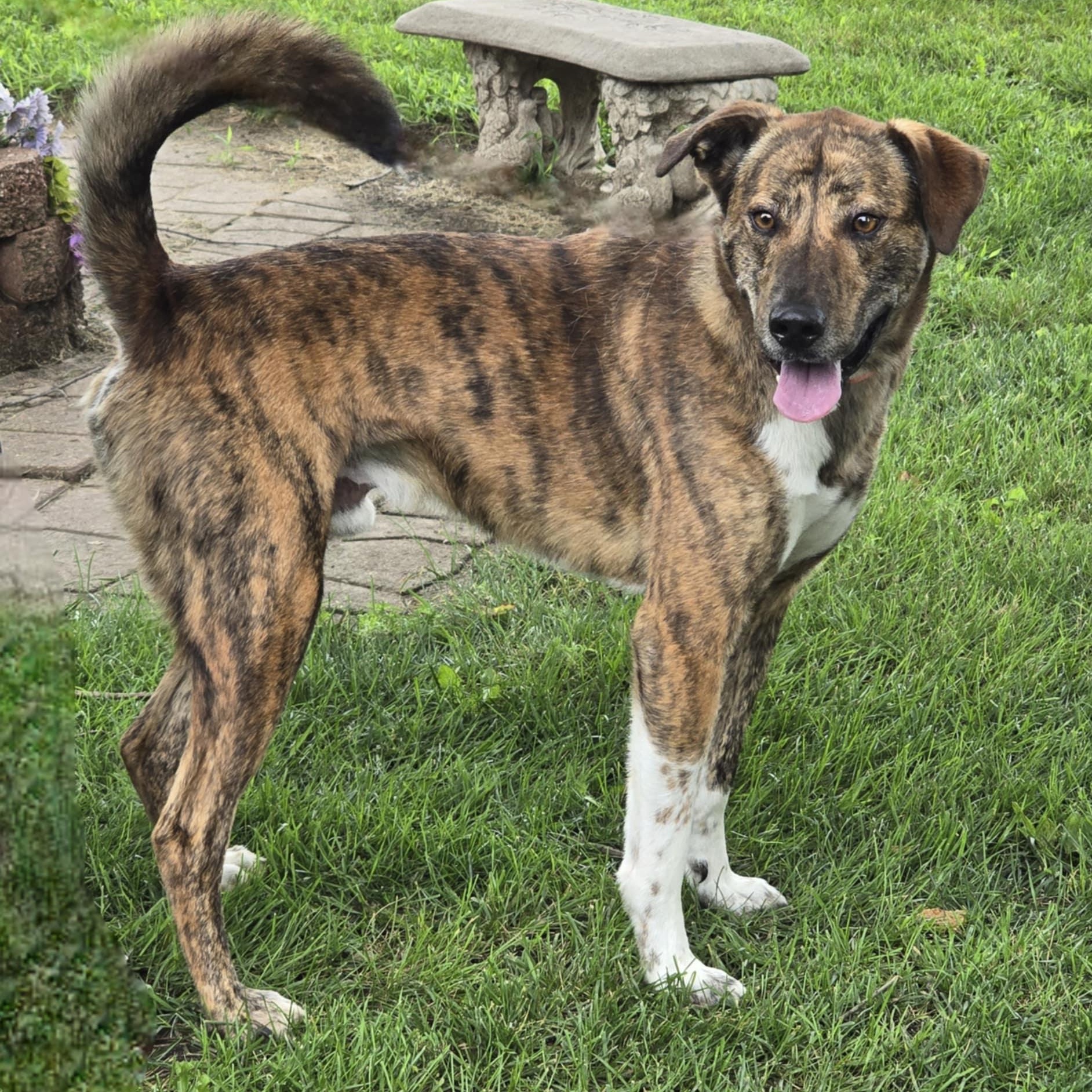 Enlarge Slim, an adoptable mixed breed in Waterloo, IA image 3/4