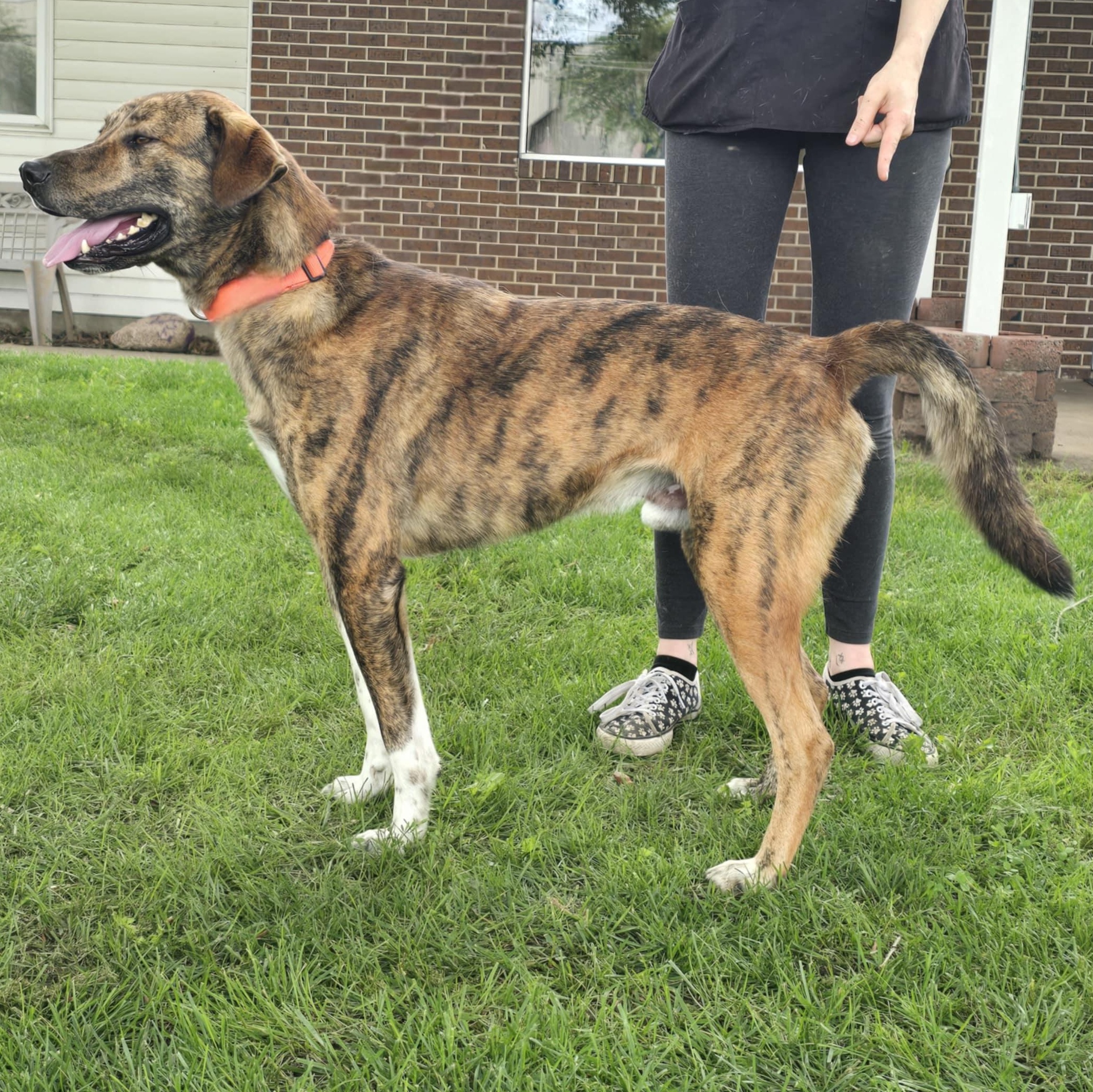 Enlarge Slim, an adoptable mixed breed in Waterloo, IA image 2/4