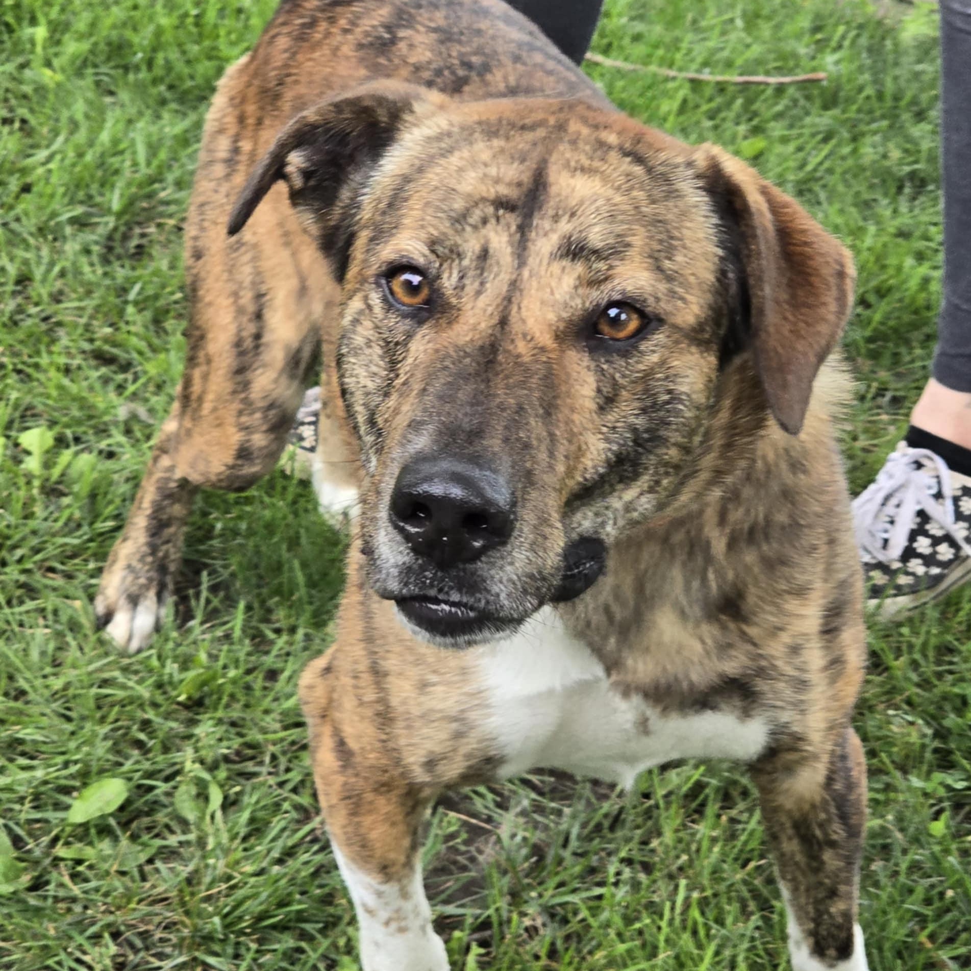 Enlarge Slim, an adoptable mixed breed in Waterloo, IA image 4/4