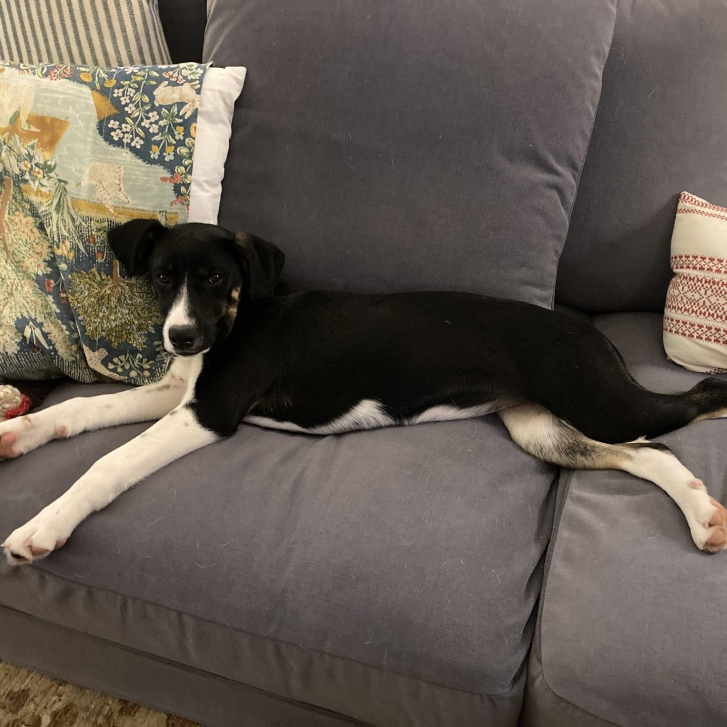 Enlarge Pocus, a ADOPTABLE mixed breed in Danbury, CT image 2/6