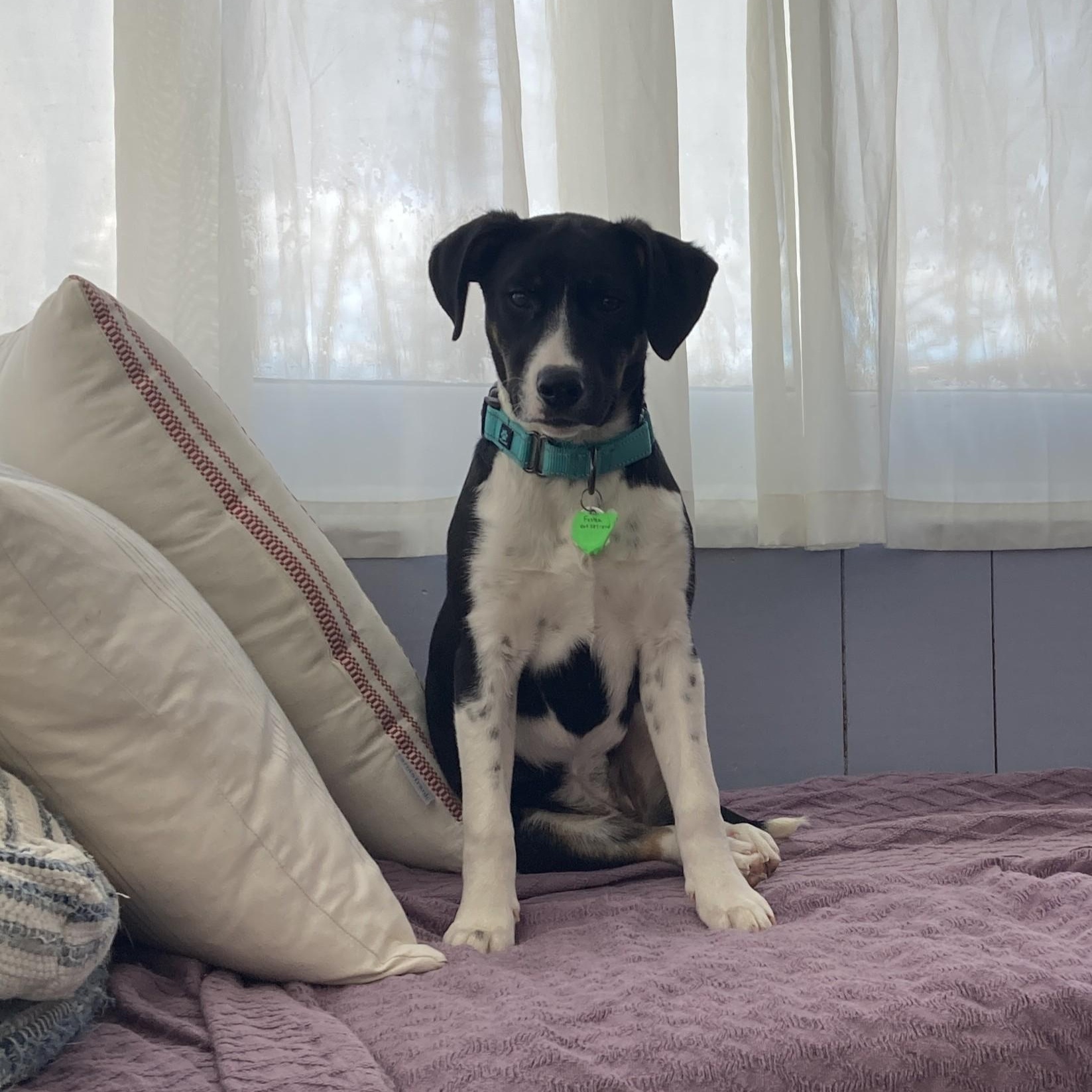 Enlarge Pocus, a ADOPTABLE mixed breed in Danbury, CT image 3/6