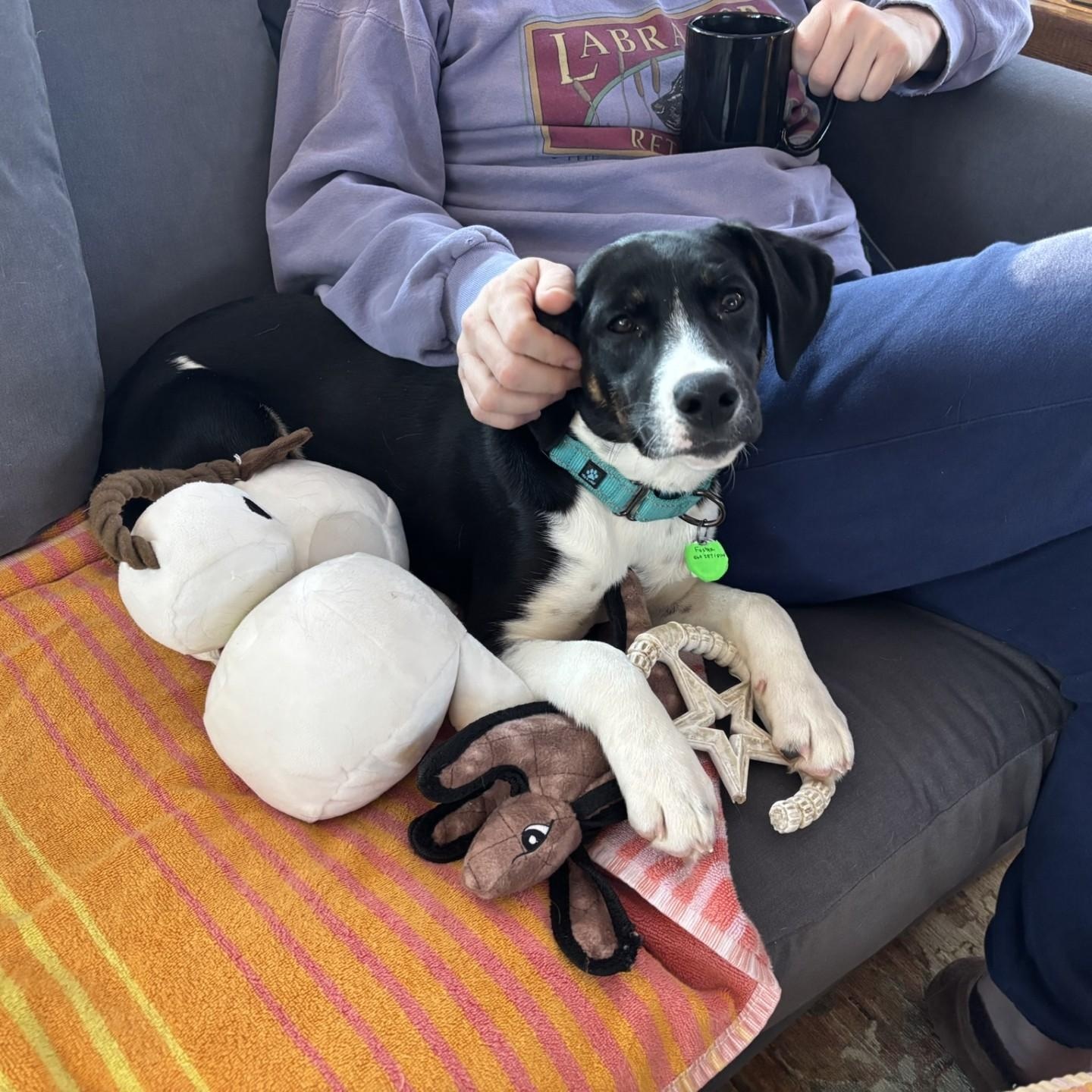 Enlarge Pocus, a ADOPTABLE mixed breed in Danbury, CT image 4/6