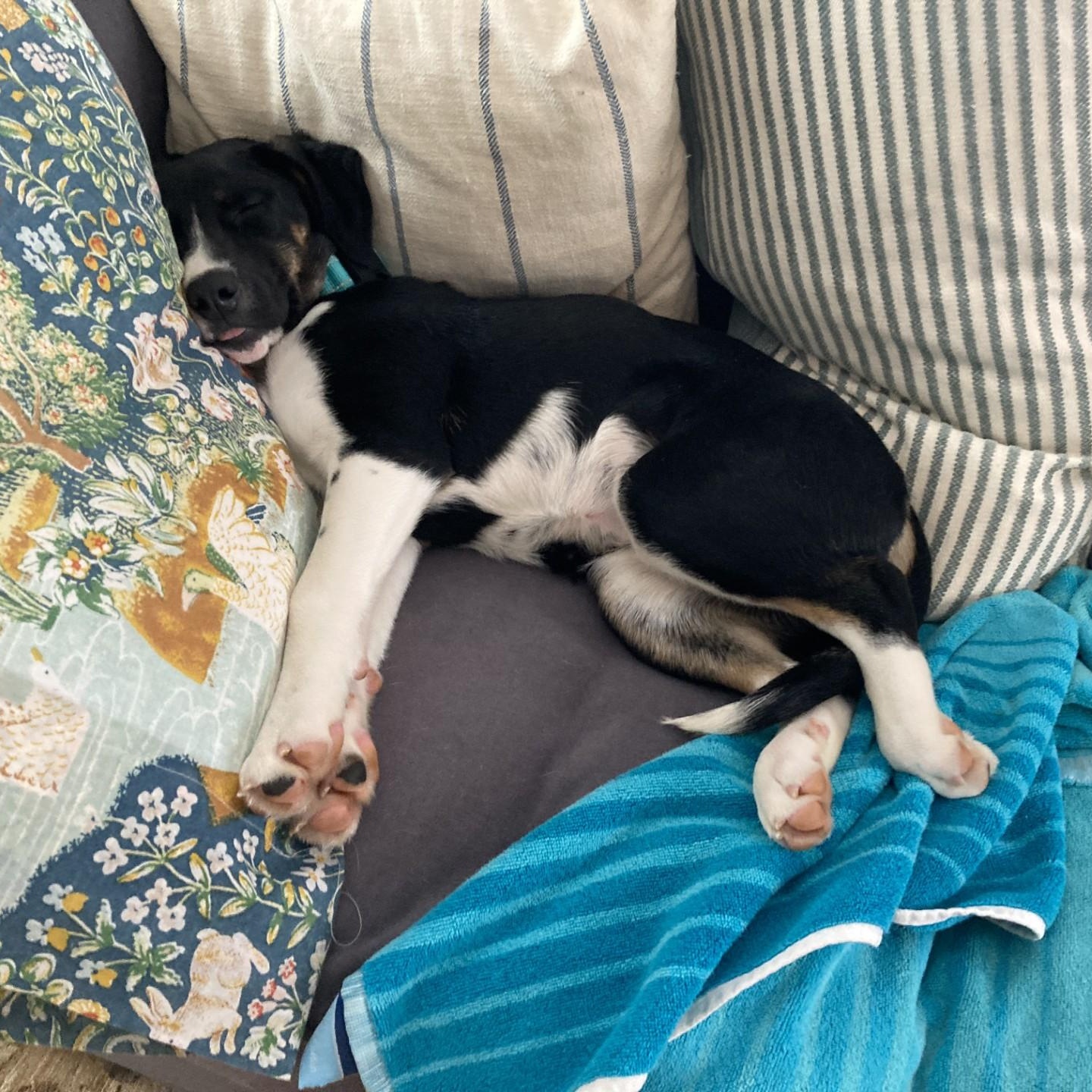 Enlarge Pocus, a ADOPTABLE mixed breed in Danbury, CT image 5/6