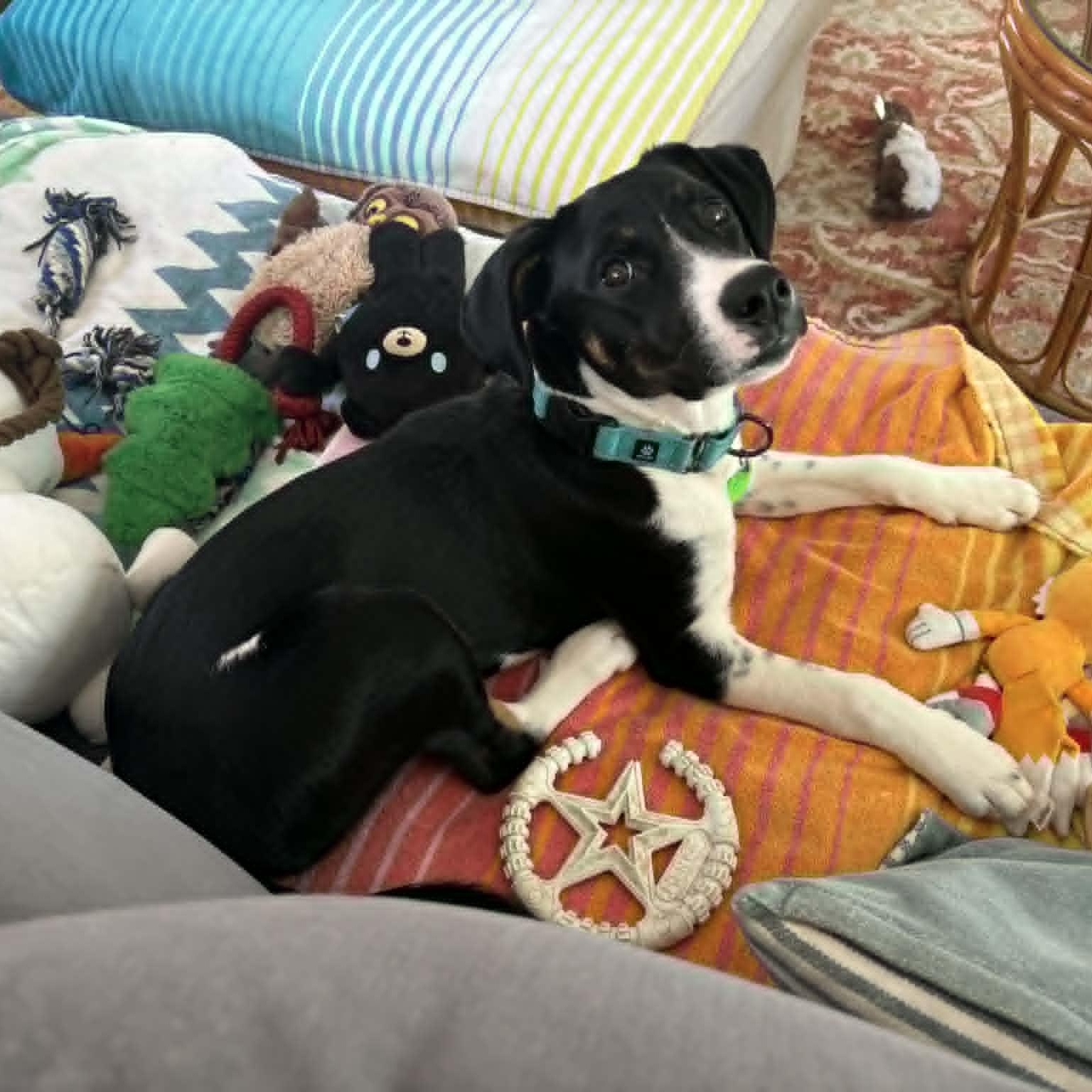 Pocus, ADOPTABLE, Puppy Female Labrador Retriever.