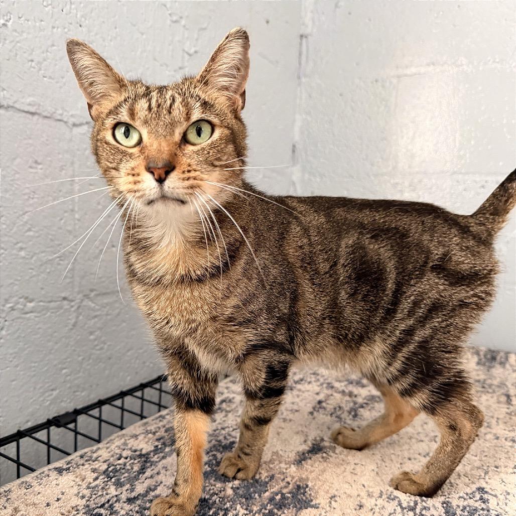Chili, Adoptable, Adult Female Domestic Short Hair.