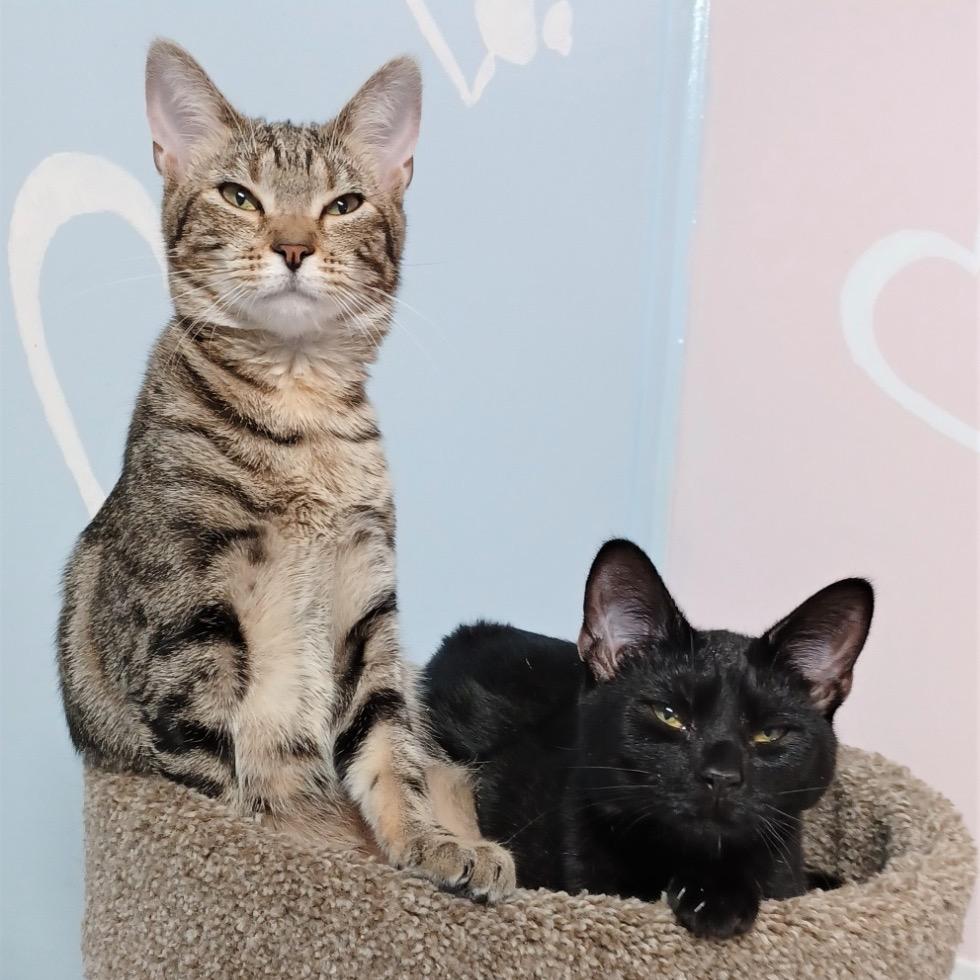 Enlarge Chili, a Adoptable Domestic Short Hair in Fort Lauderdale, FL image 1/3