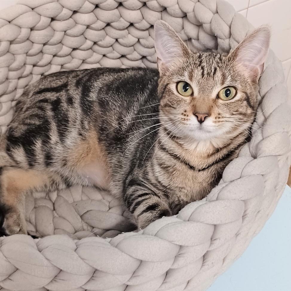 Enlarge Chili, a Adoptable Domestic Short Hair in Fort Lauderdale, FL image 2/3