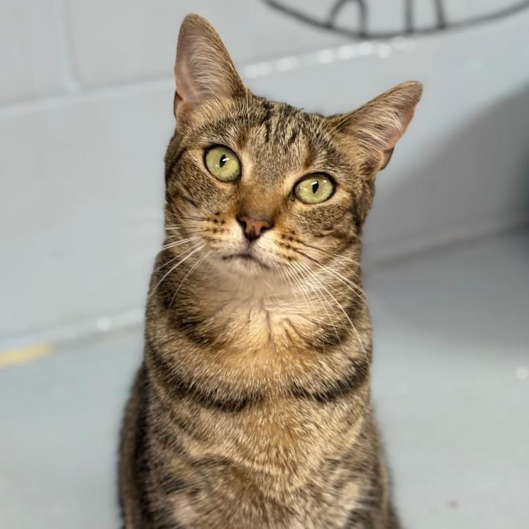 Enlarge Chili, a Adoptable Domestic Short Hair in Fort Lauderdale, FL image 3/3