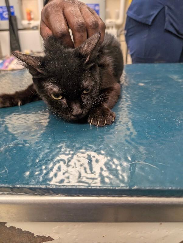 Enlarge Salty, a Adoptable Domestic Short Hair in Mobile, AL image 2/2