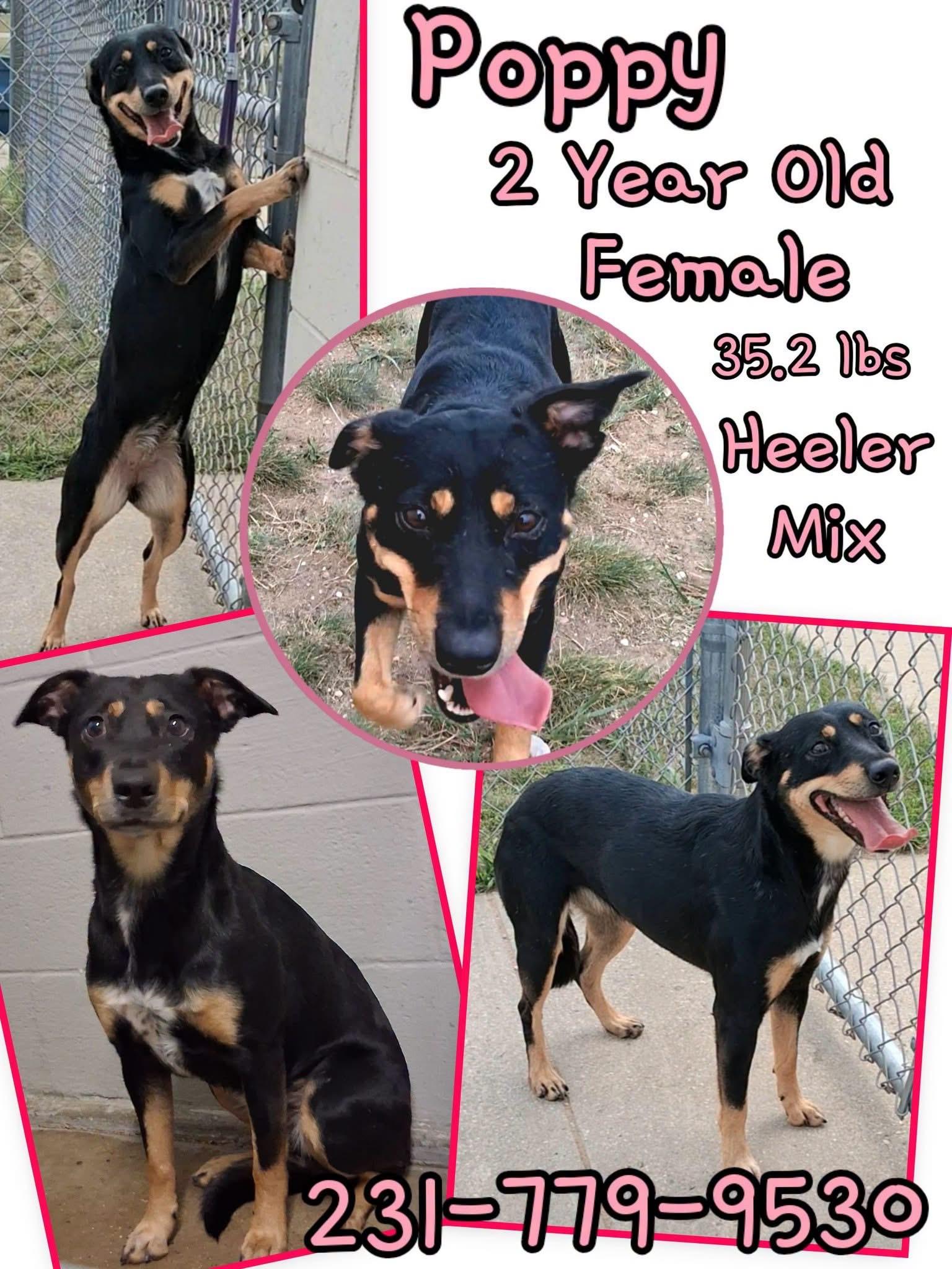 Enlarge POPPY, a ADOPTABLE mixed breed in Cadillac, MI image 1/1