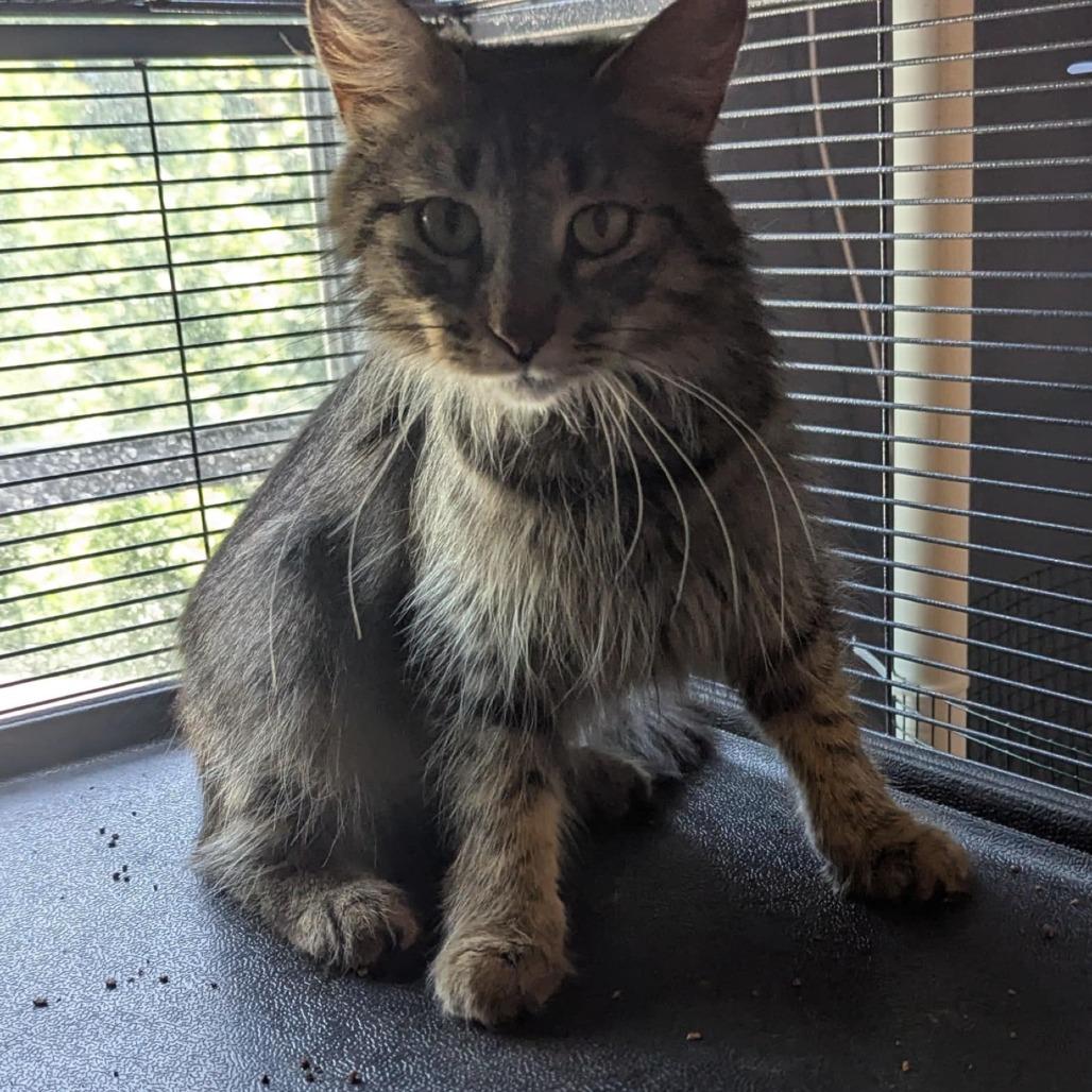 Enlarge Auburn, a Adoptable Domestic Medium Hair in Portage, MI image 1/3