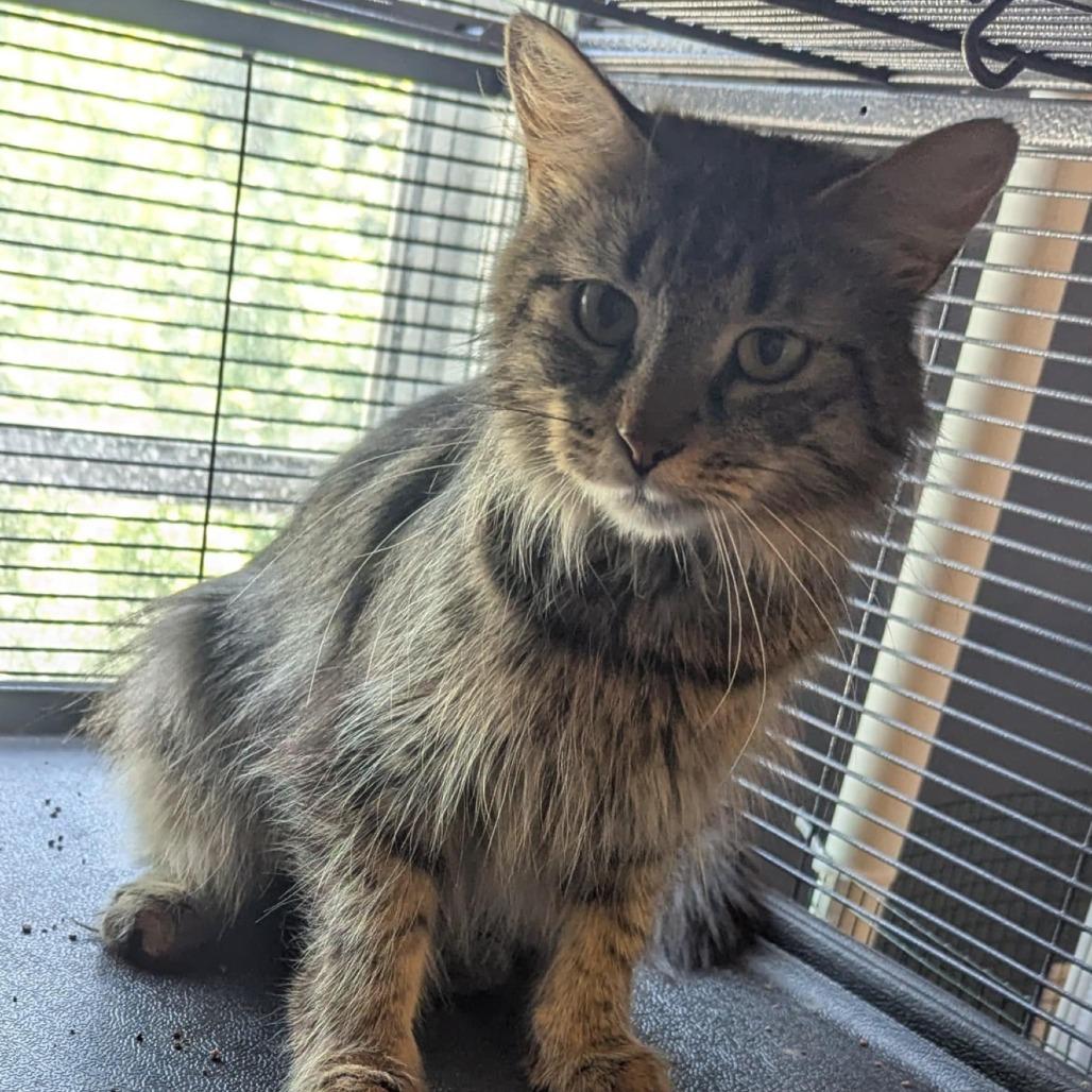 Enlarge Auburn, a Adoptable Domestic Medium Hair in Portage, MI image 2/3