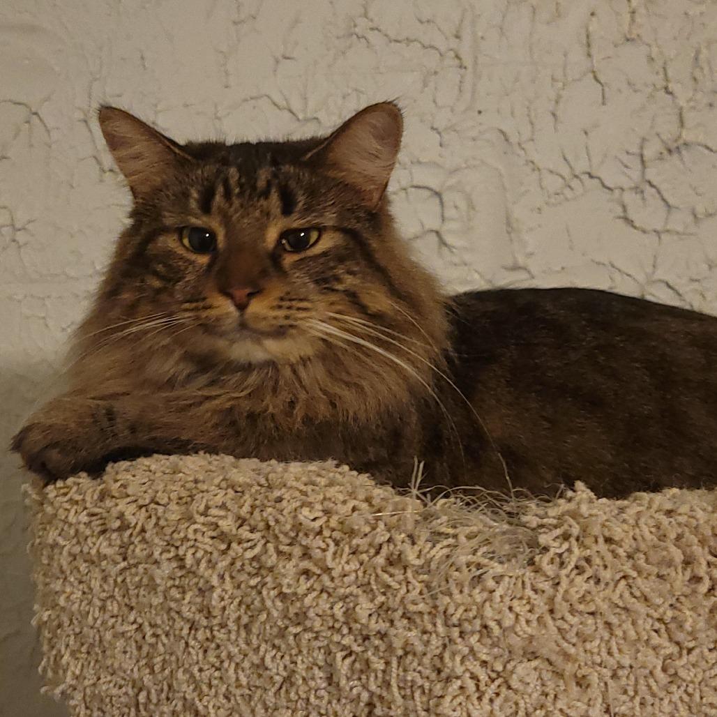 Enlarge Auburn, a Adoptable Domestic Medium Hair in Portage, MI image 3/3