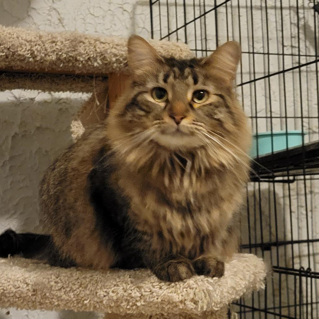 Auburn, a Adoptable Domestic Medium Hair in Portage, MI image 3/4