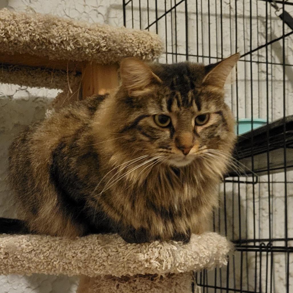 Auburn, a Adoptable Domestic Medium Hair in Portage, MI image 4/4
