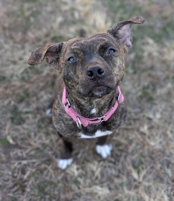 Enlarge Paw and Order, a Adoptable mixed breed in Richmond, VA image 1/3