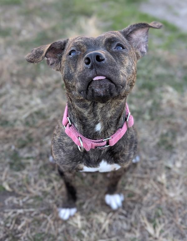 Enlarge Paw and Order, a Adoptable mixed breed in Richmond, VA image 2/3