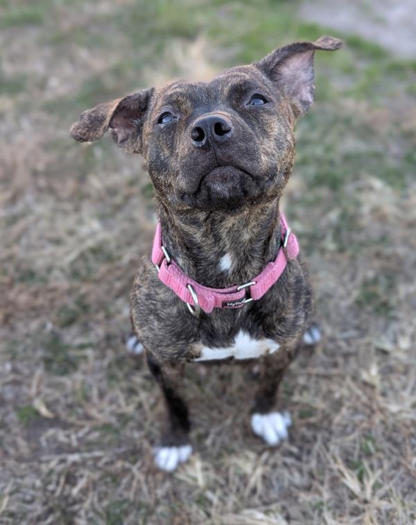 Enlarge Paw and Order, a Adoptable mixed breed in Richmond, VA image 3/3